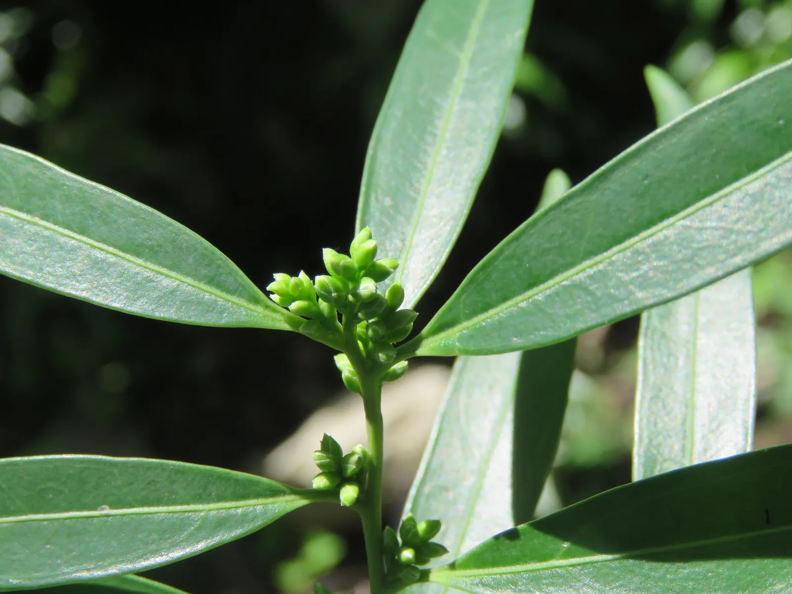 Sweet Box (Sarcococca Confusa) — lance-shaped leaves reaching up to 3 inches in length; leathery leaves that maintain a deep green color throughout the year