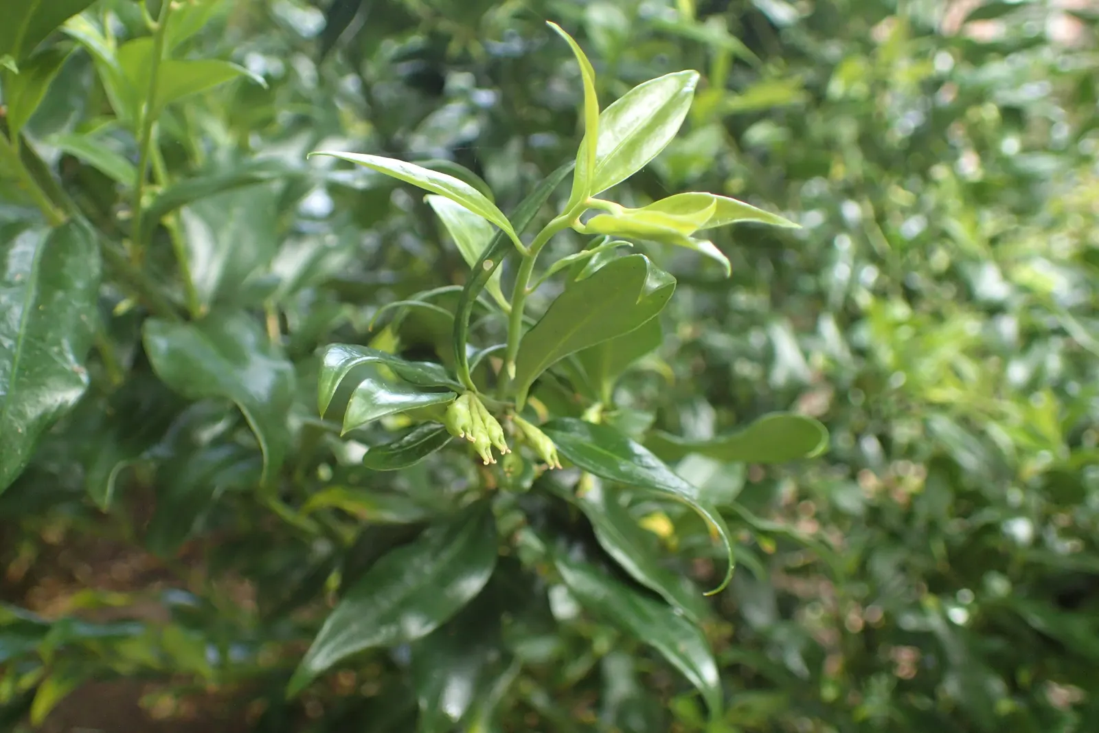 Sweet Box (Sarcococca Confusa) — is a valued evergreen shrub well-suited for shaded areas in landscape design