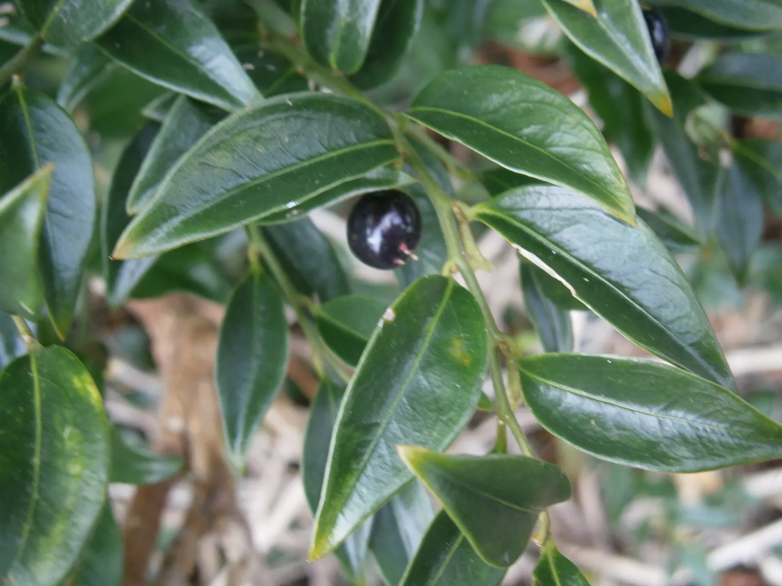Sweet Box (Sarcococca Confusa) — Fragrant, small white flowers bloom in late winter, followed by black berries