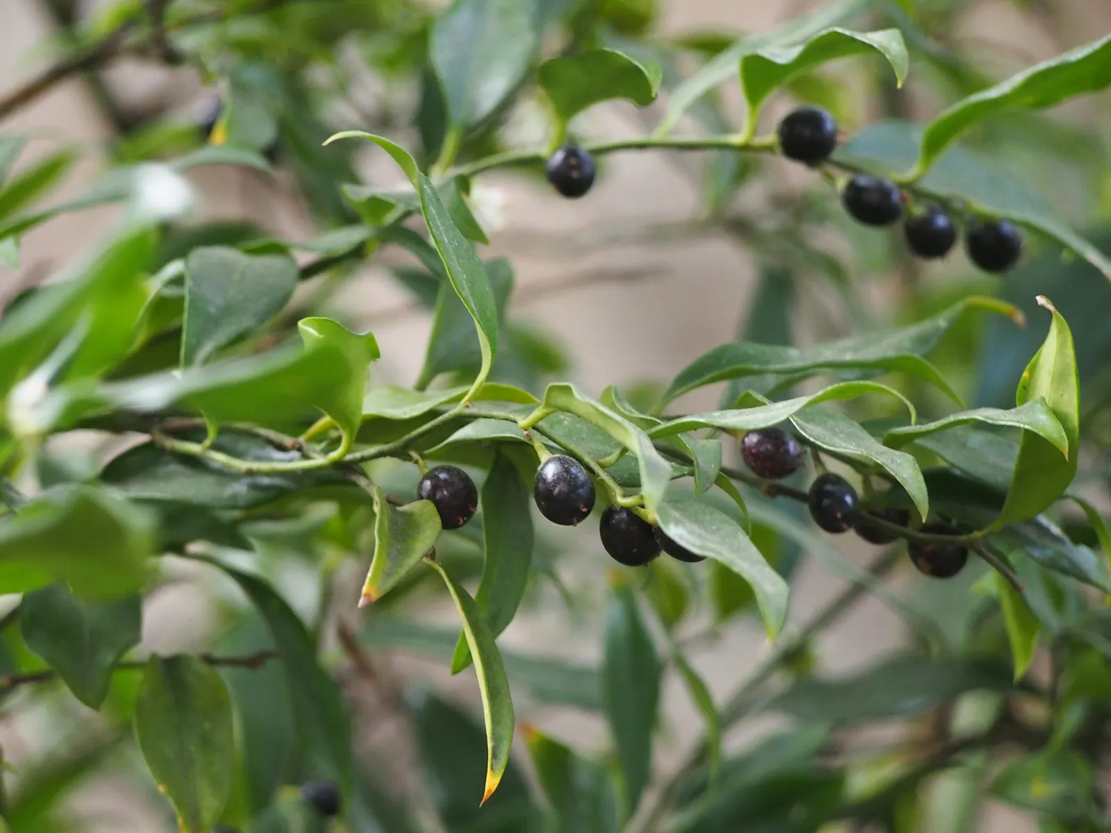 Sweet Box (Sarcococca Confusa) — preferring well-drained soils rich in organic matter; fragrant, small white flowers bloom in late winter, followed by black