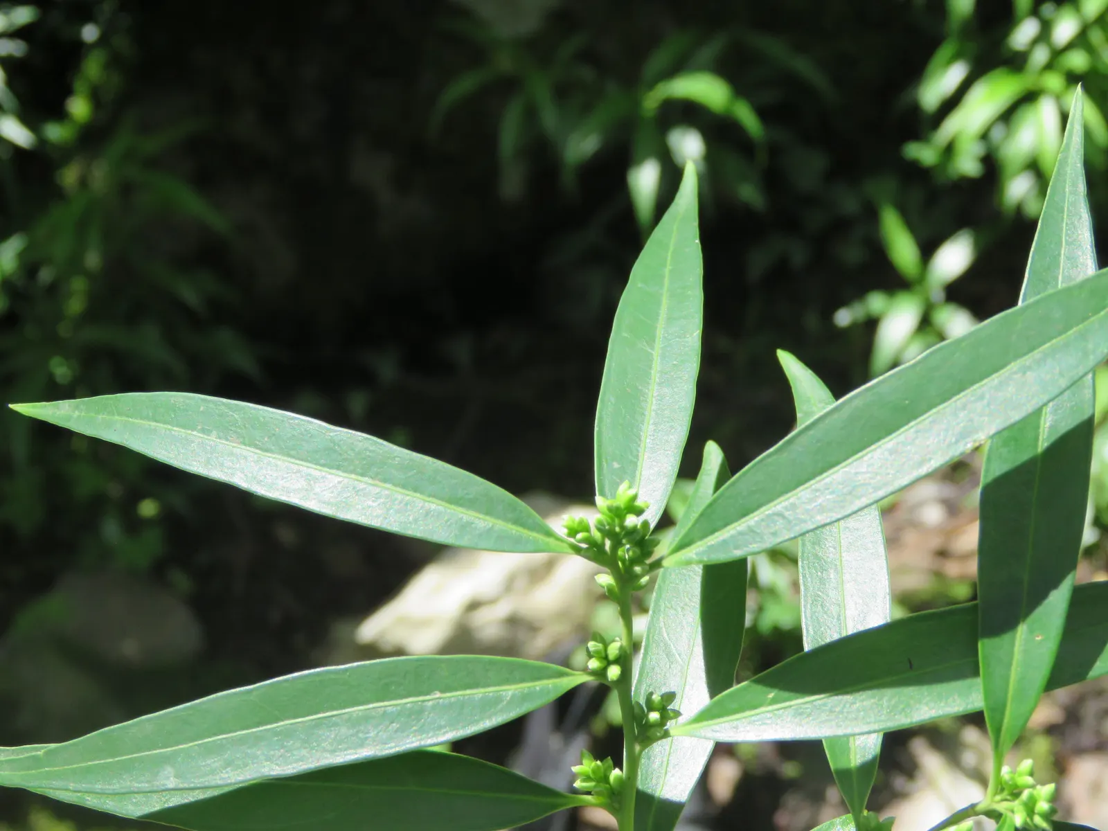 Sweet Box (Sarcococca Confusa) — <br><br>Sweet Box thrives best in USDA Hardiness Zones 7 through 9; making it a multifaceted plant selection for discerning