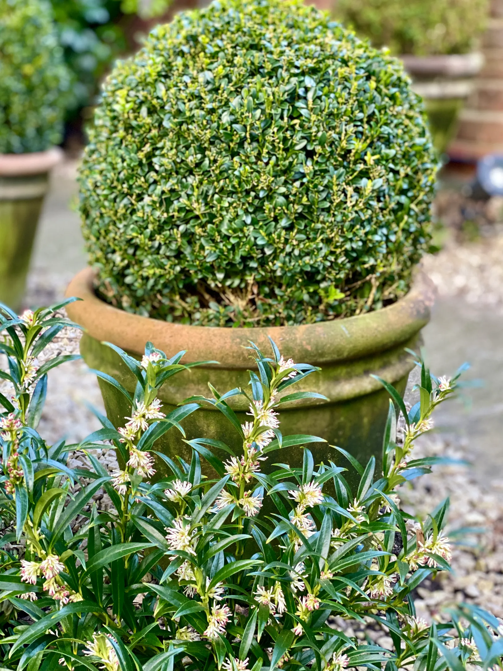 Sweet Box (Sarcococca Confusa) — Pruning is seldom necessary but can be performed to maintain desired shape and size