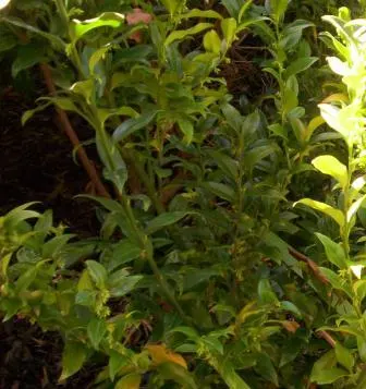 Sweet Box (Sarcococca Confusa) — preferring well-drained soils rich in organic matter