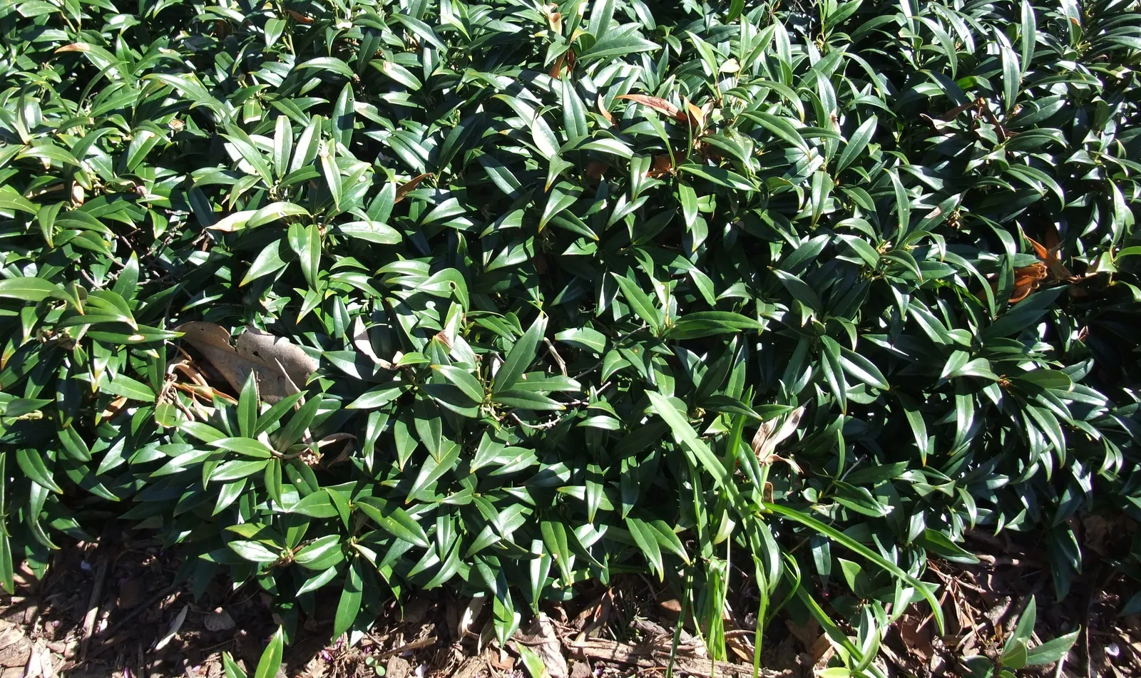 Sweet Box (Sarcococca Confusa) — offering a sweet scent during the often-bare winter months