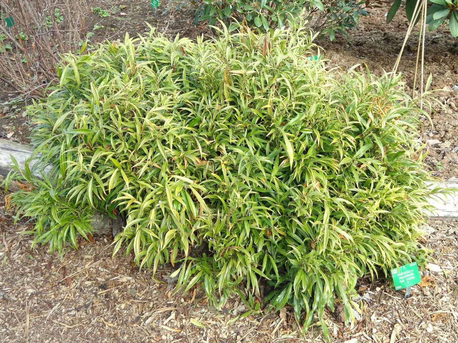 Sweet Box (Sarcococca Confusa) — as it is tolerant of low-light conditions