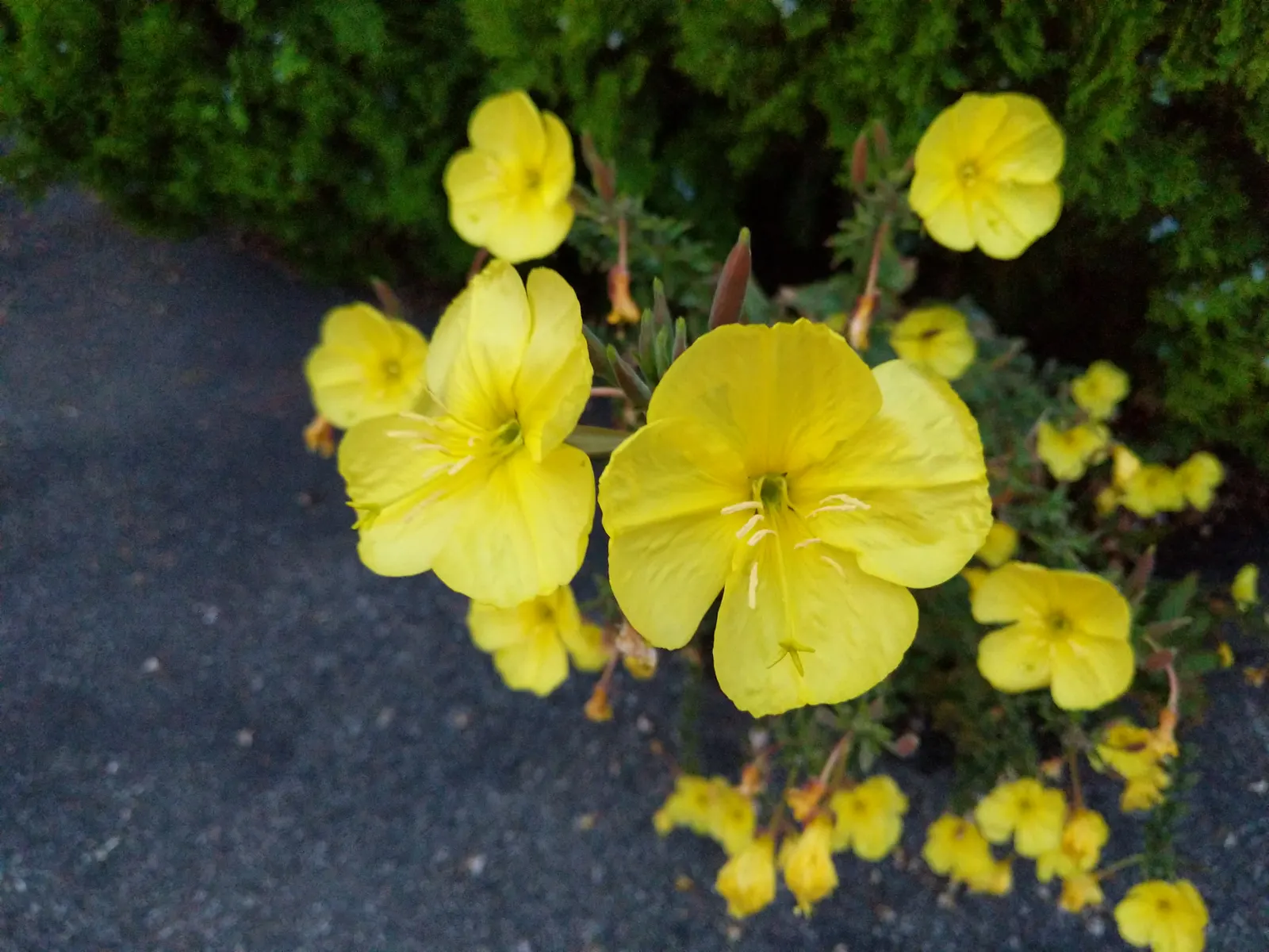 Hartweg's Sundrops (Calylophus Hartwegii Var. Fendleri) — Well-drained soil ensures their optimal growth and flowering performance; clumping form, image 90