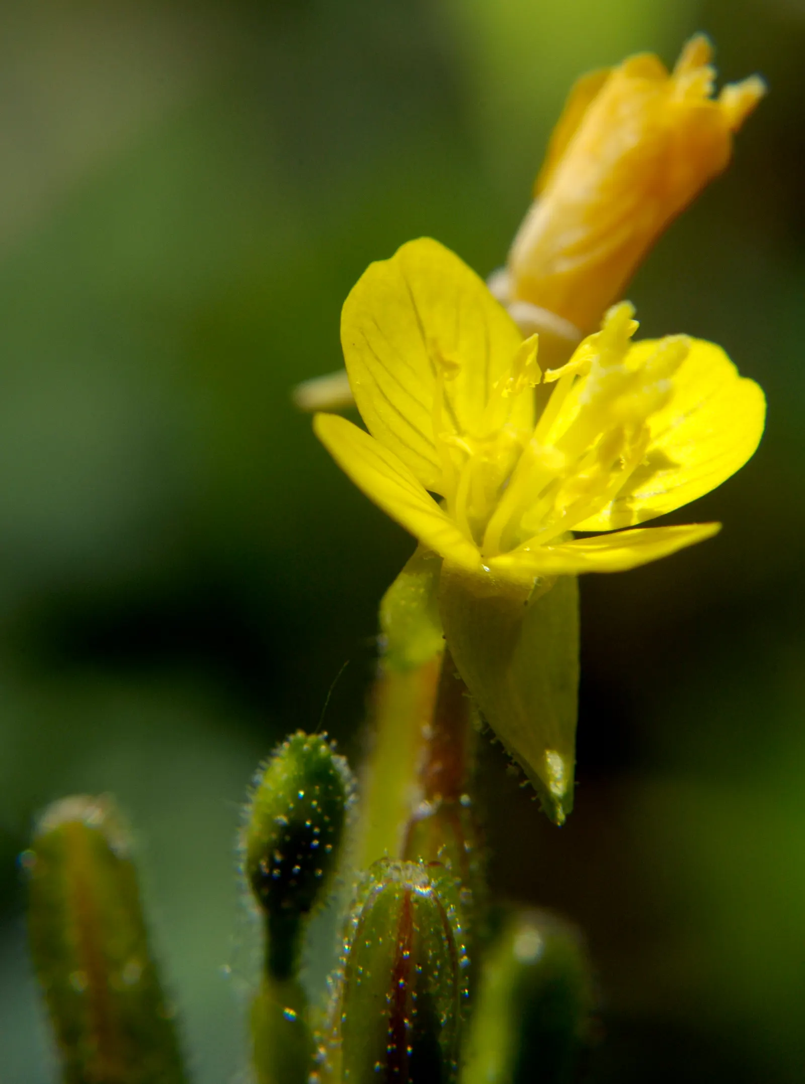 Hartweg's Sundrops (Calylophus Hartwegii Var. Fendleri) — Fendleri) are vibrant perennials that offer a show of yellow blooms; clumping form, image 86