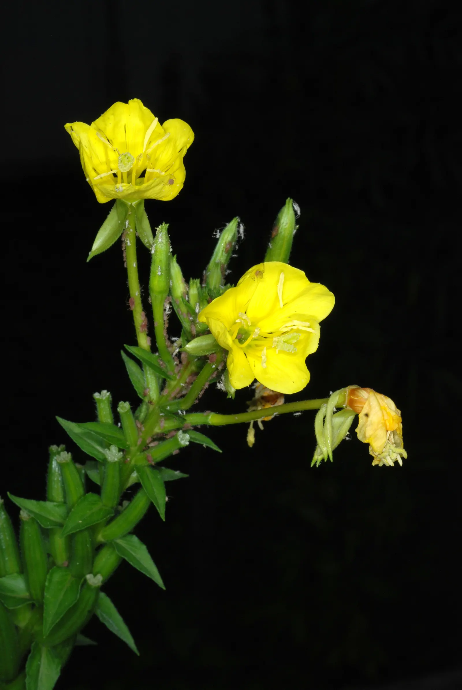 Hartweg's Sundrops (Calylophus Hartwegii Var. Fendleri) — It also attracts a variety of pollinators; drought-tolerant and low maintenance, Sundrops are ideal