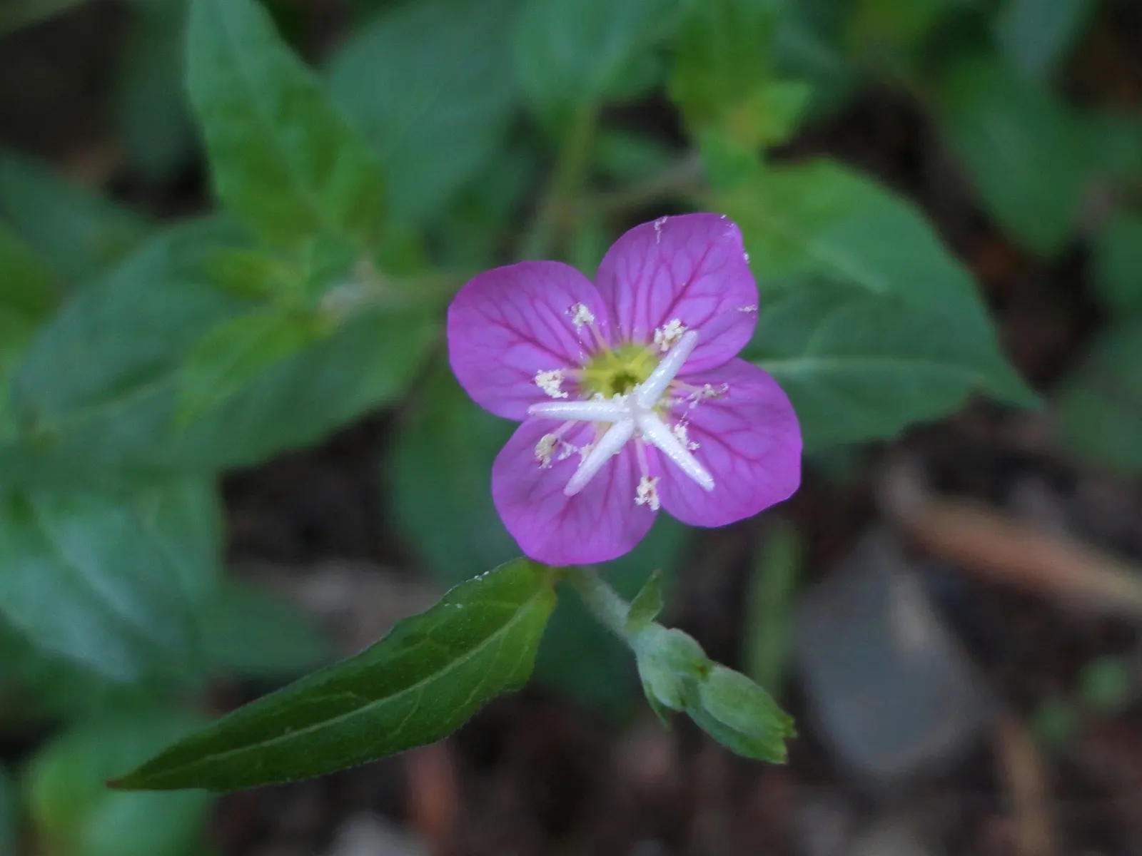 Hartweg's Sundrops (Calylophus Hartwegii Var. Fendleri) — clumping form typically reaching heights of 12 to 18 inches; fendleri thrives in full sun exposure