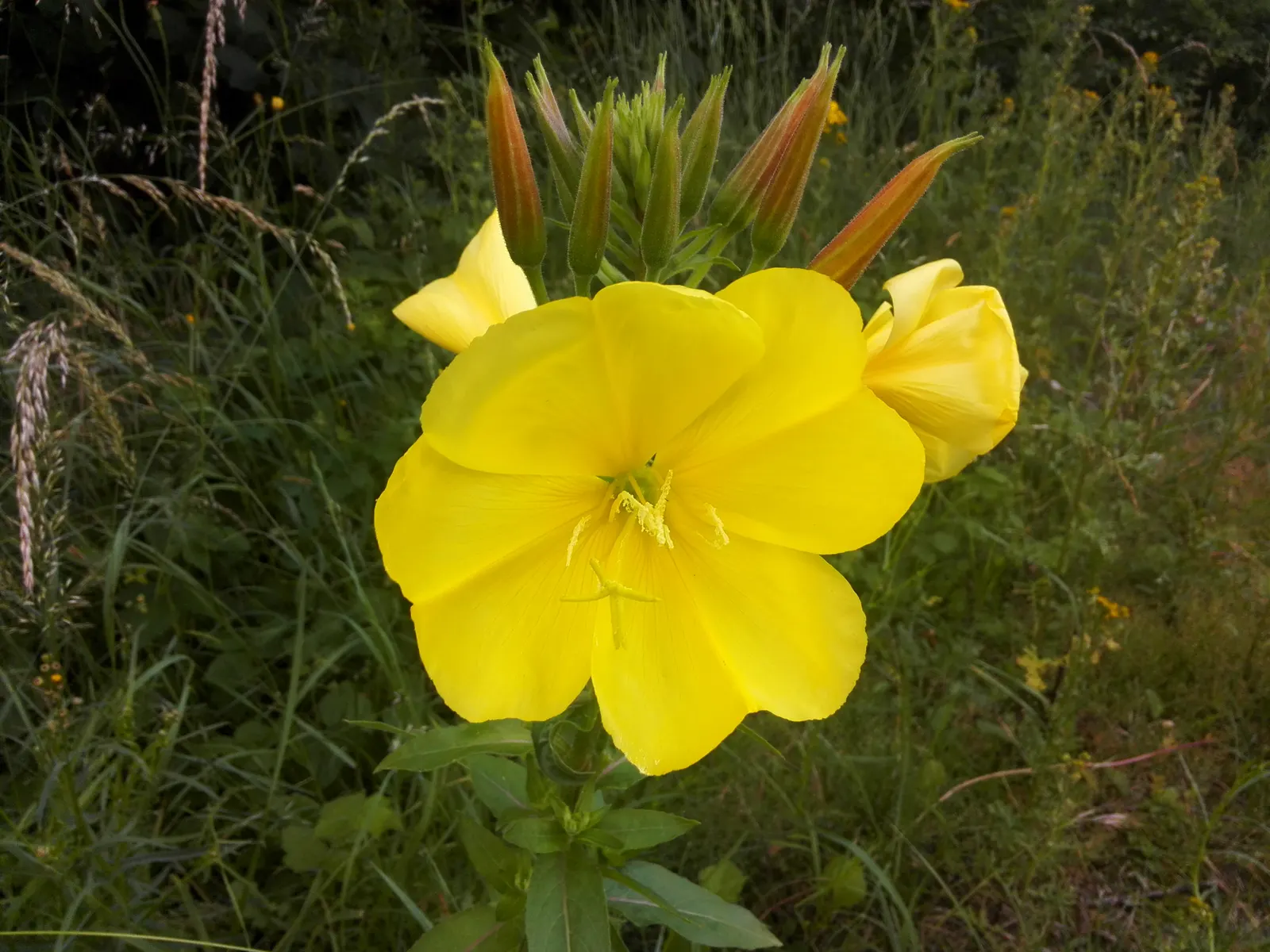 Hartweg's Sundrops (Calylophus Hartwegii Var. Fendleri) — yellow flowers in the garden; clumping form typically reaching heights of 12 to 18 inches, image 82