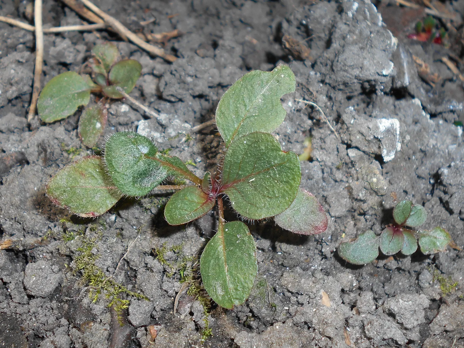 Hartweg's Sundrops (Calylophus Hartwegii Var. Fendleri) — Drought-tolerant and low maintenance, Sundrops are ideal for xeriscaping; ensuring, image 60