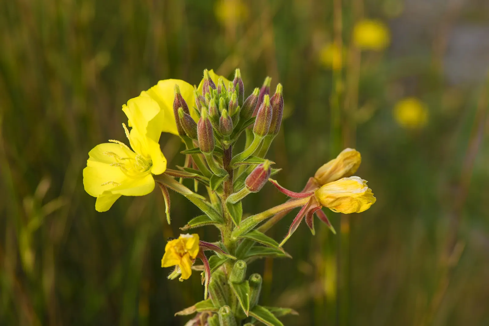 Hartweg's Sundrops (Calylophus Hartwegii Var. Fendleri) — Fendleri) are vibrant perennials that offer a show of yellow blooms