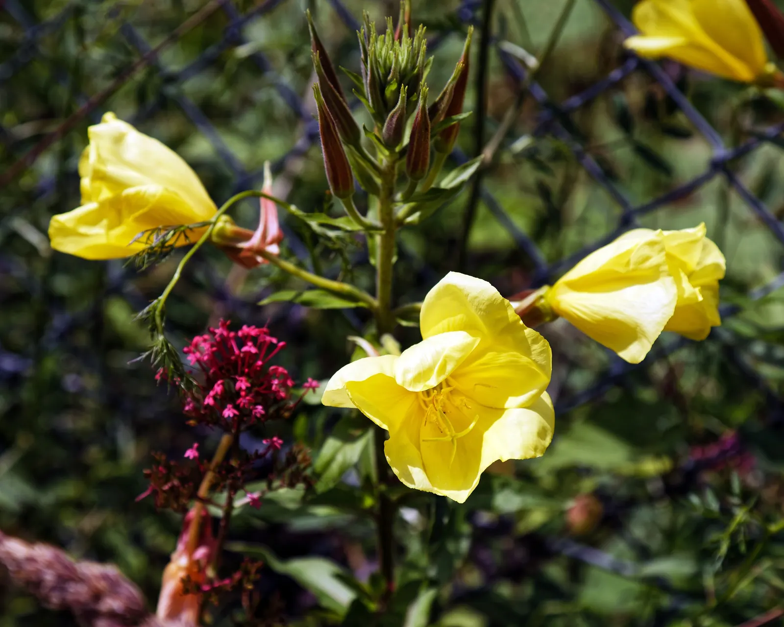 Hartweg's Sundrops (Calylophus Hartwegii Var. Fendleri) — Blooms appear profusely in late spring to early summer, attracting pollinators, image 89