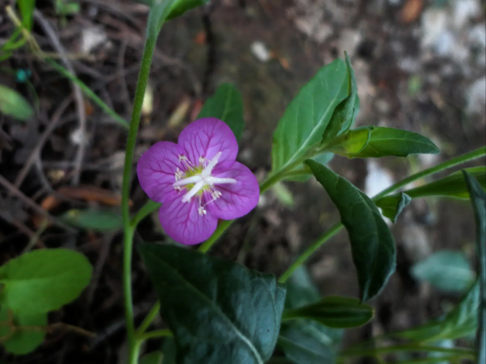 Hartweg's Sundrops (Calylophus Hartwegii Var. Fendleri) — lance-shaped leaves that create a dense; clumping form typically reaching heights of 12, image 98