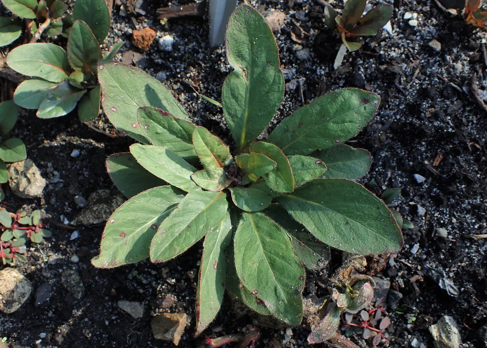 Hartweg's Sundrops (Calylophus Hartwegii Var. Fendleri) — These hardy plants reach up to 18 inches tall with a spread up to 24 inches, thriving in, image 59
