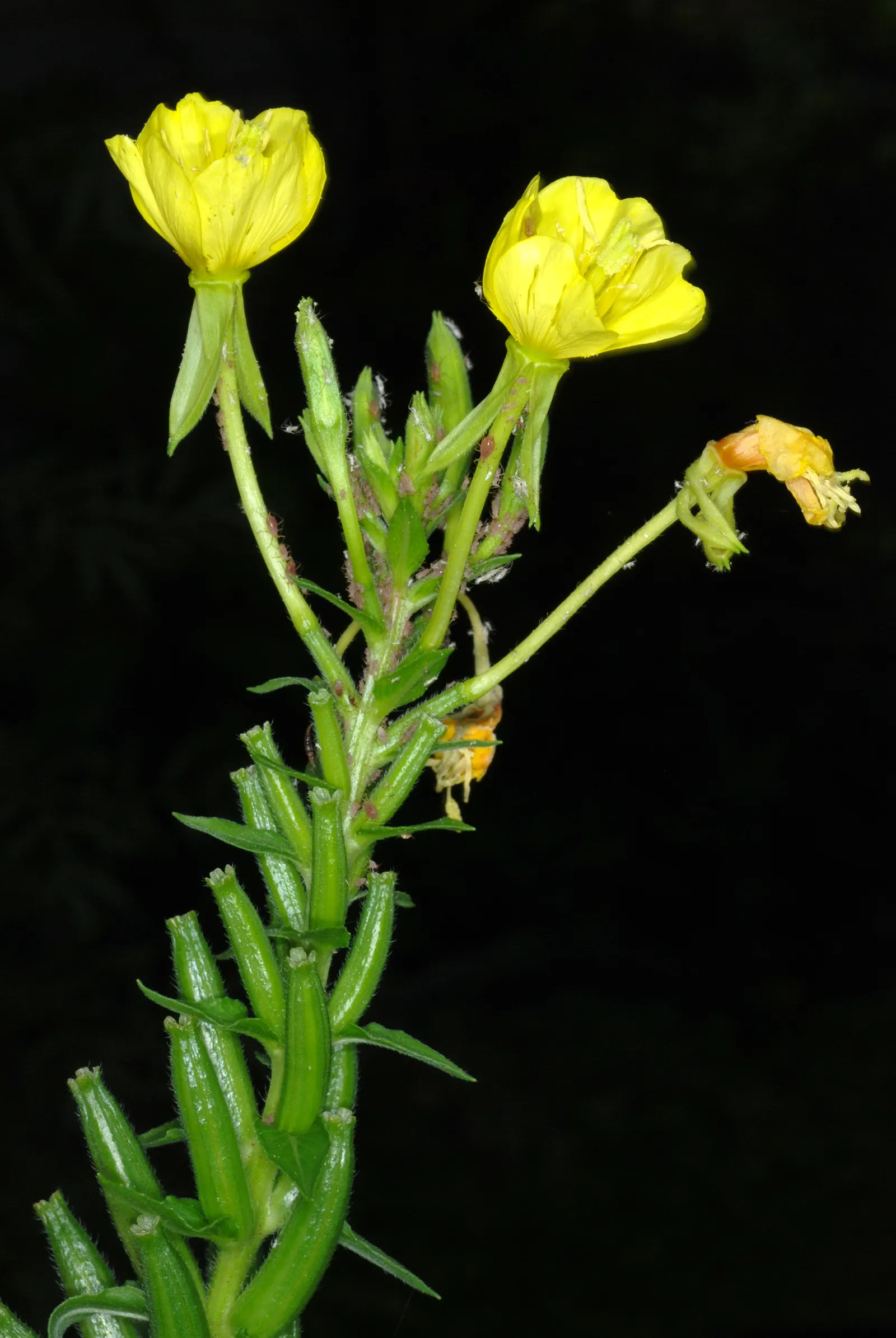 Hartweg's Sundrops (Calylophus Hartwegii Var. Fendleri) — populalry known as Fendler's Sundrops; ensuring longevity and vibrancy in the garden