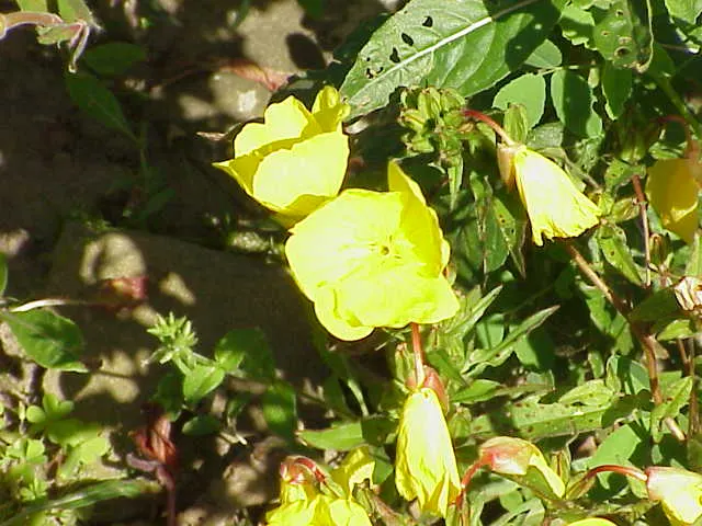 Hartweg's Sundrops (Calylophus Hartwegii Var. Fendleri) — green backdrop against which the plant's bright; fendleri thrives in full sun exposure and