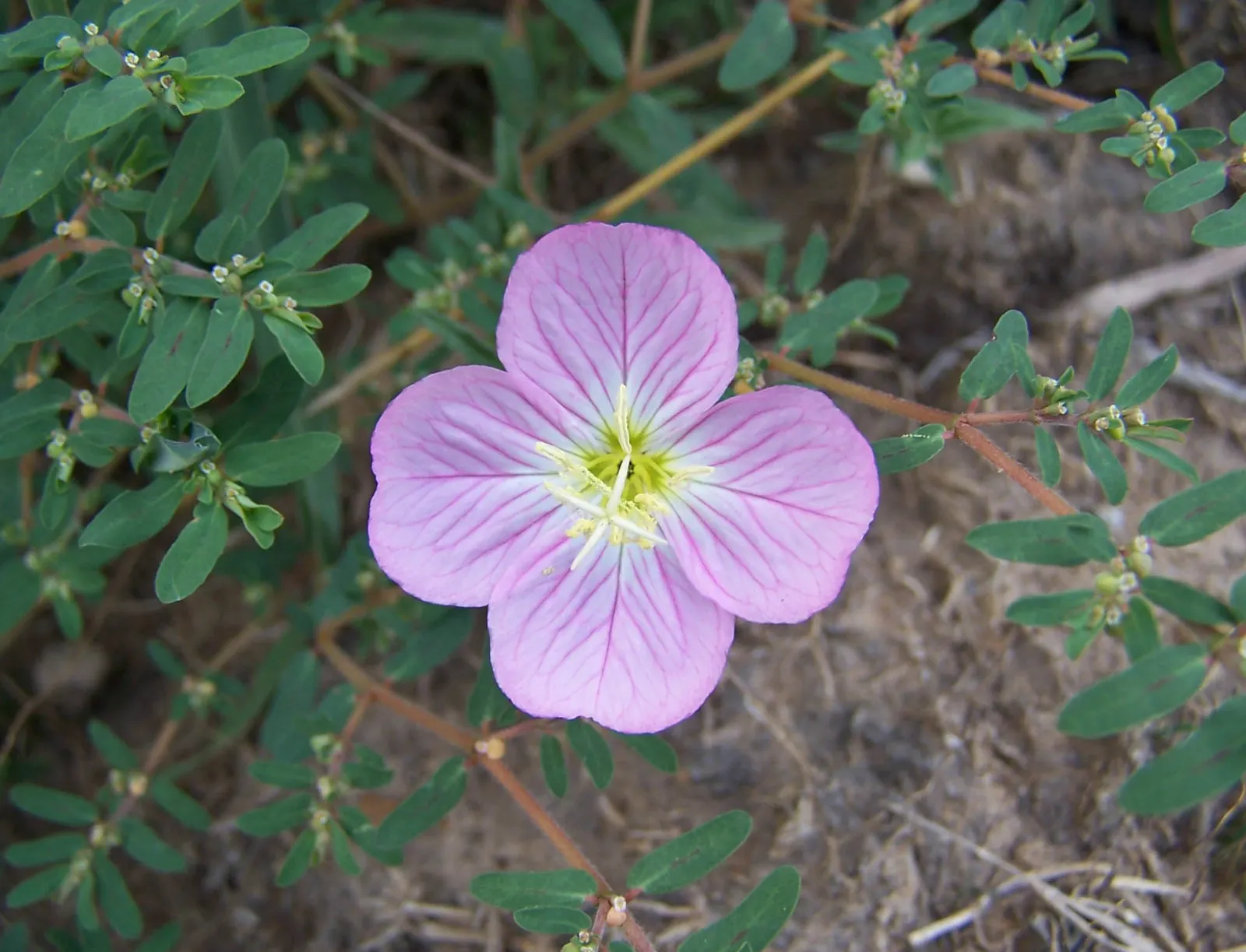 Hartweg's Sundrops (Calylophus Hartwegii Var. Fendleri) — Drought-tolerant and low maintenance, Sundrops are ideal for xeriscaping; ensuring, image 88