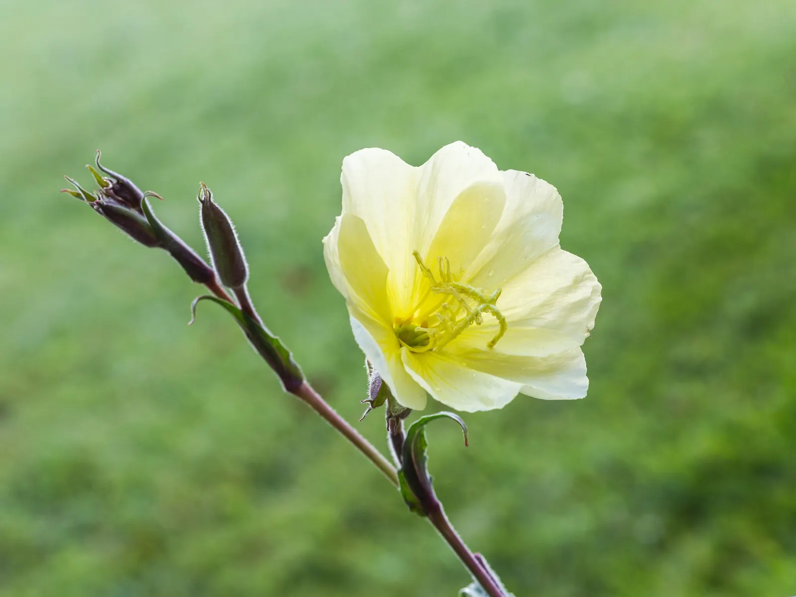 Hartweg's Sundrops (Calylophus Hartwegii Var. Fendleri) — it's also resistant to many pests and diseases; ensuring longevity and vibrancy in the, image 80