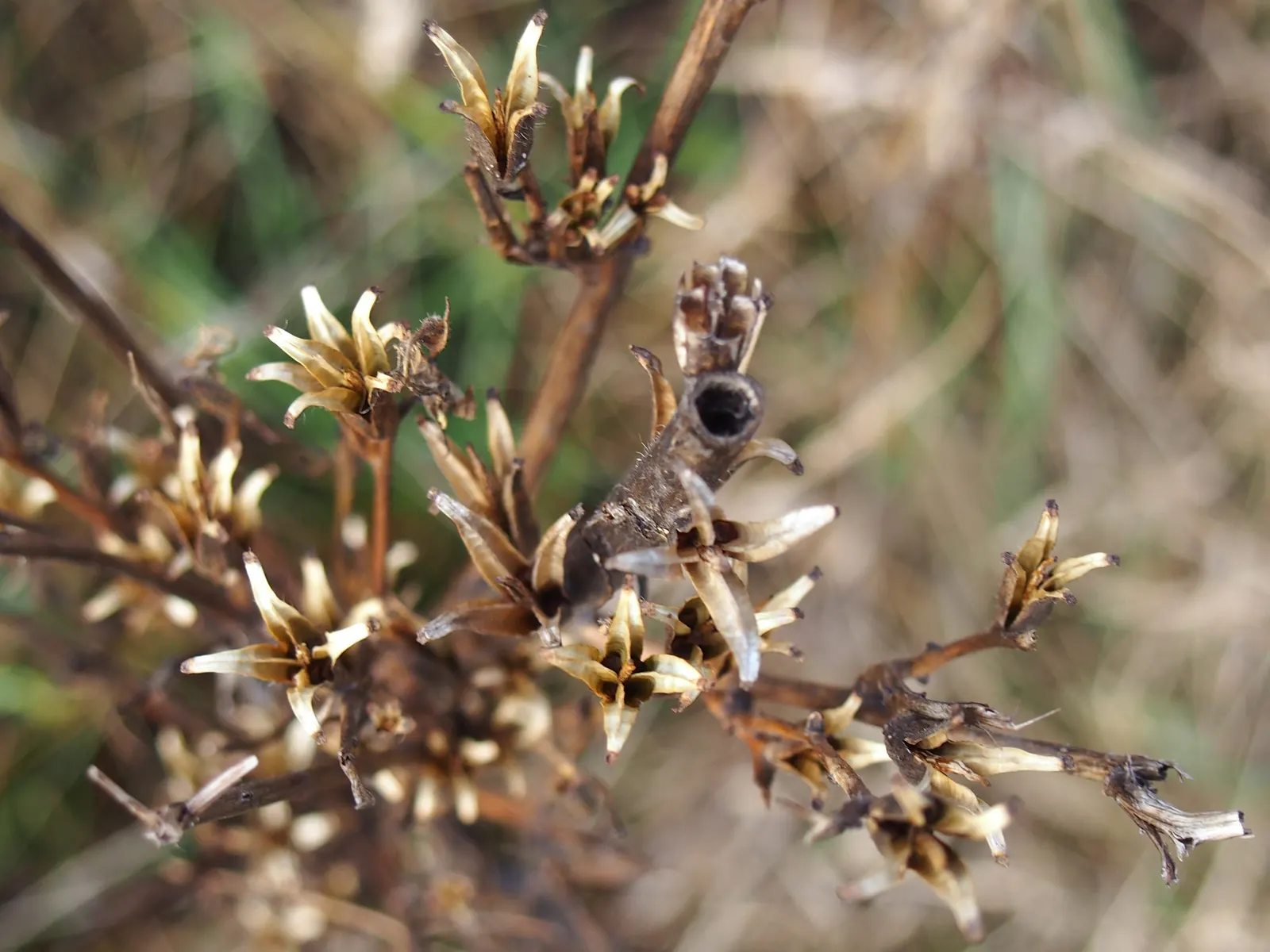 Hartweg's Sundrops (Calylophus Hartwegii Var. Fendleri) — native to the Southwest and Central United States; clumping form typically reaching heights of 12 to