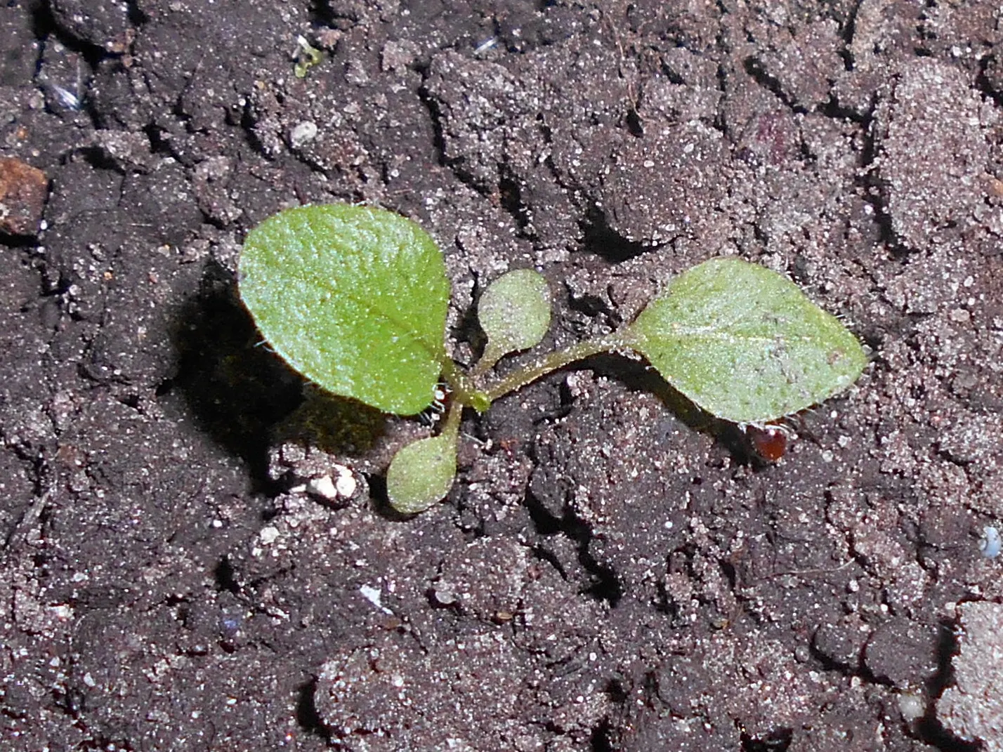 Hartweg's Sundrops (Calylophus Hartwegii Var. Fendleri) — Well-drained soil ensures their optimal growth and flowering performance; clumping form, image 62