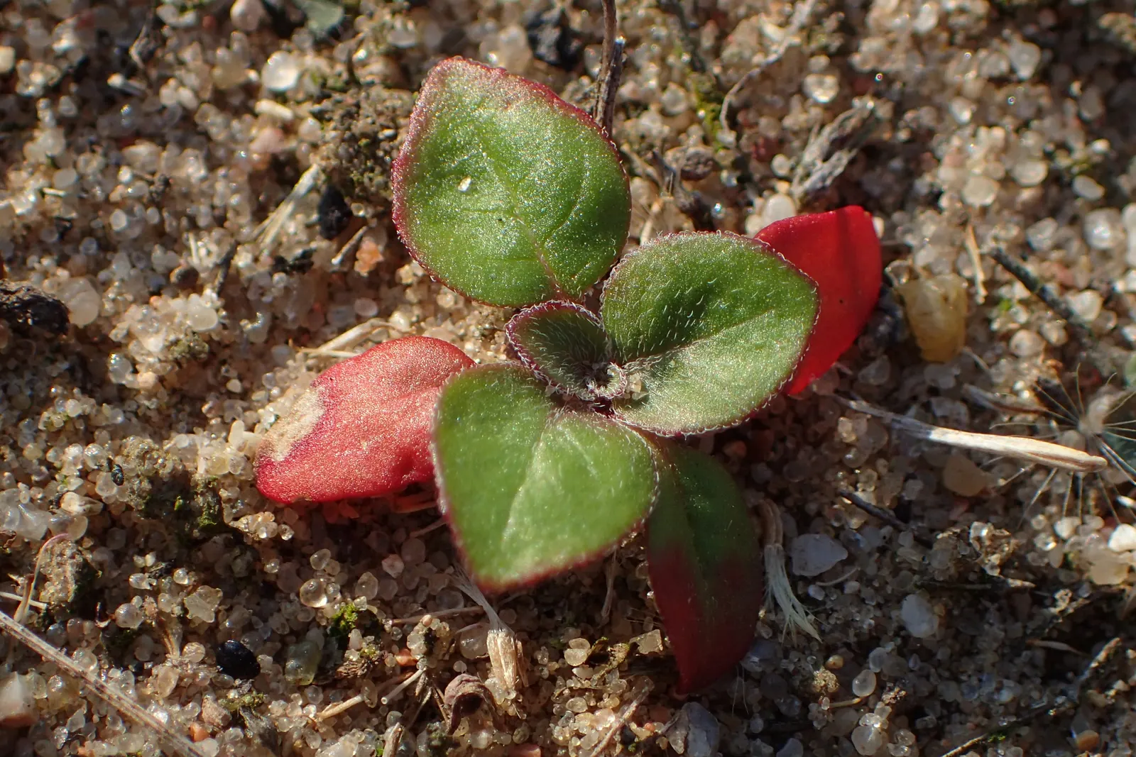 Hartweg's Sundrops (Calylophus Hartwegii Var. Fendleri) — green backdrop against which the plant's bright; fendleri thrives in full sun exposure and, image 99