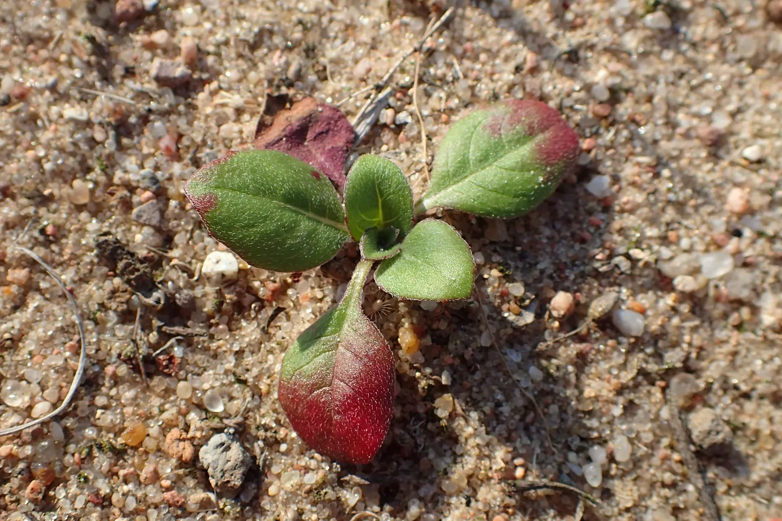 Hartweg's Sundrops (Calylophus Hartwegii Var. Fendleri) — clumping form typically reaching heights of 12 to 18 inches; fendleri thrives in full sun, image 95