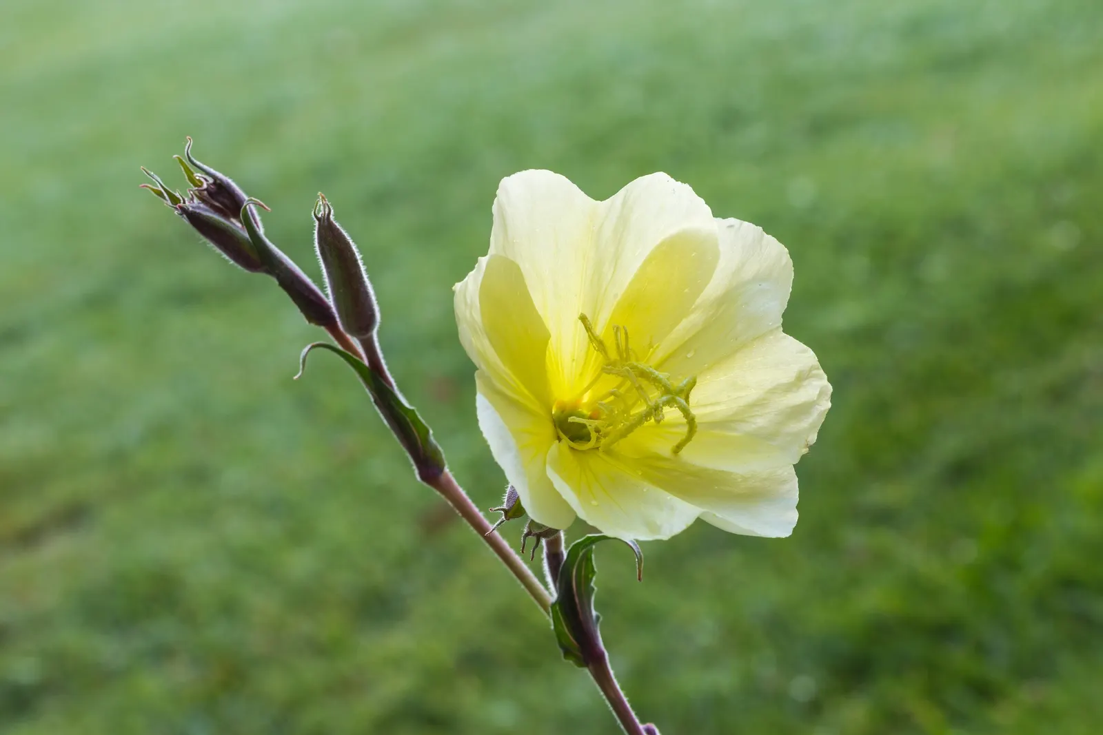 Hartweg's Sundrops (Calylophus Hartwegii Var. Fendleri) — ground cover / perennial / shrub with yellow blooms; fendleri thrives in full sun, image 83
