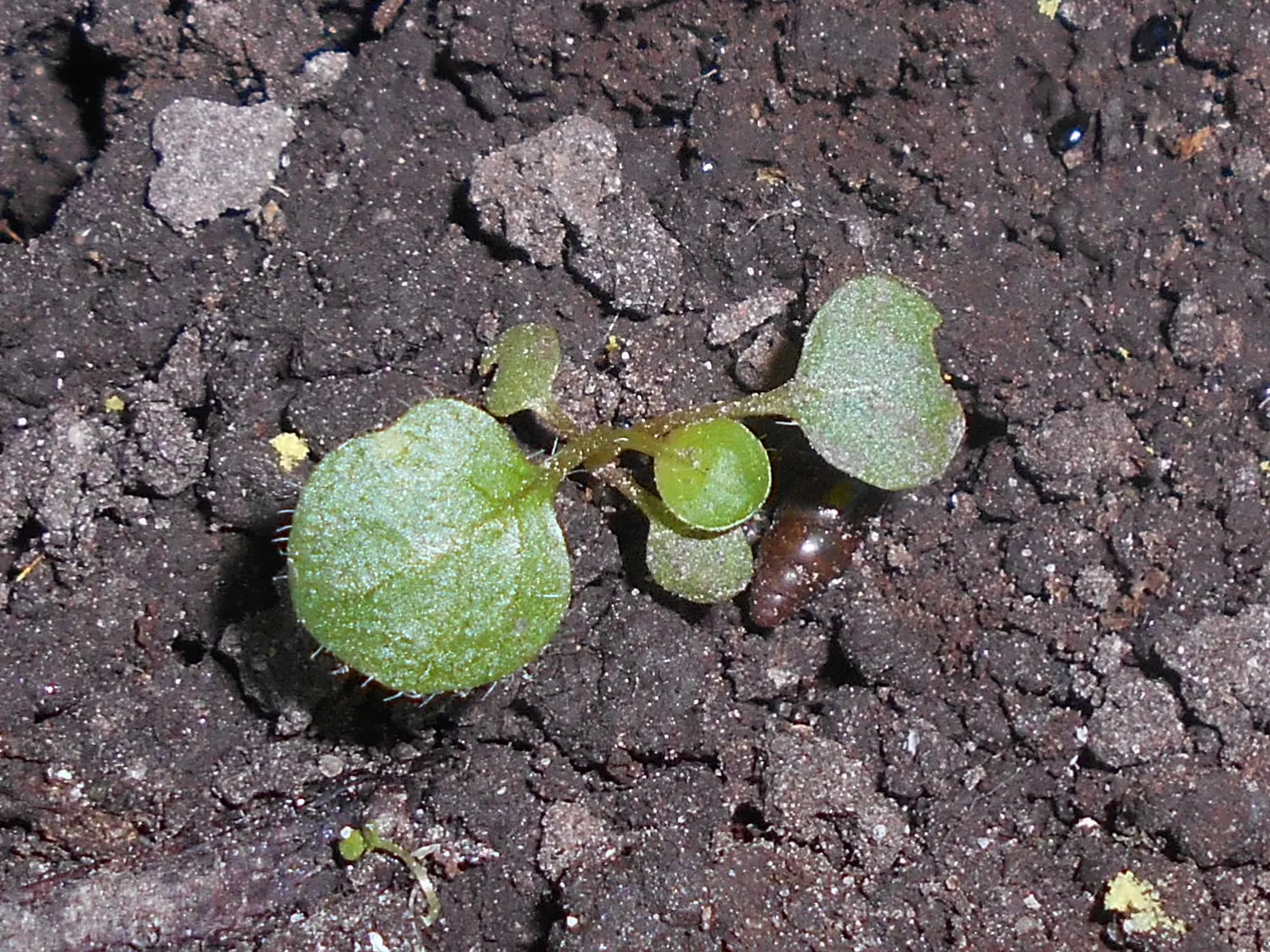 Hartweg's Sundrops (Calylophus Hartwegii Var. Fendleri) — Blooms appear profusely in late spring to early summer, attracting pollinators, image 61