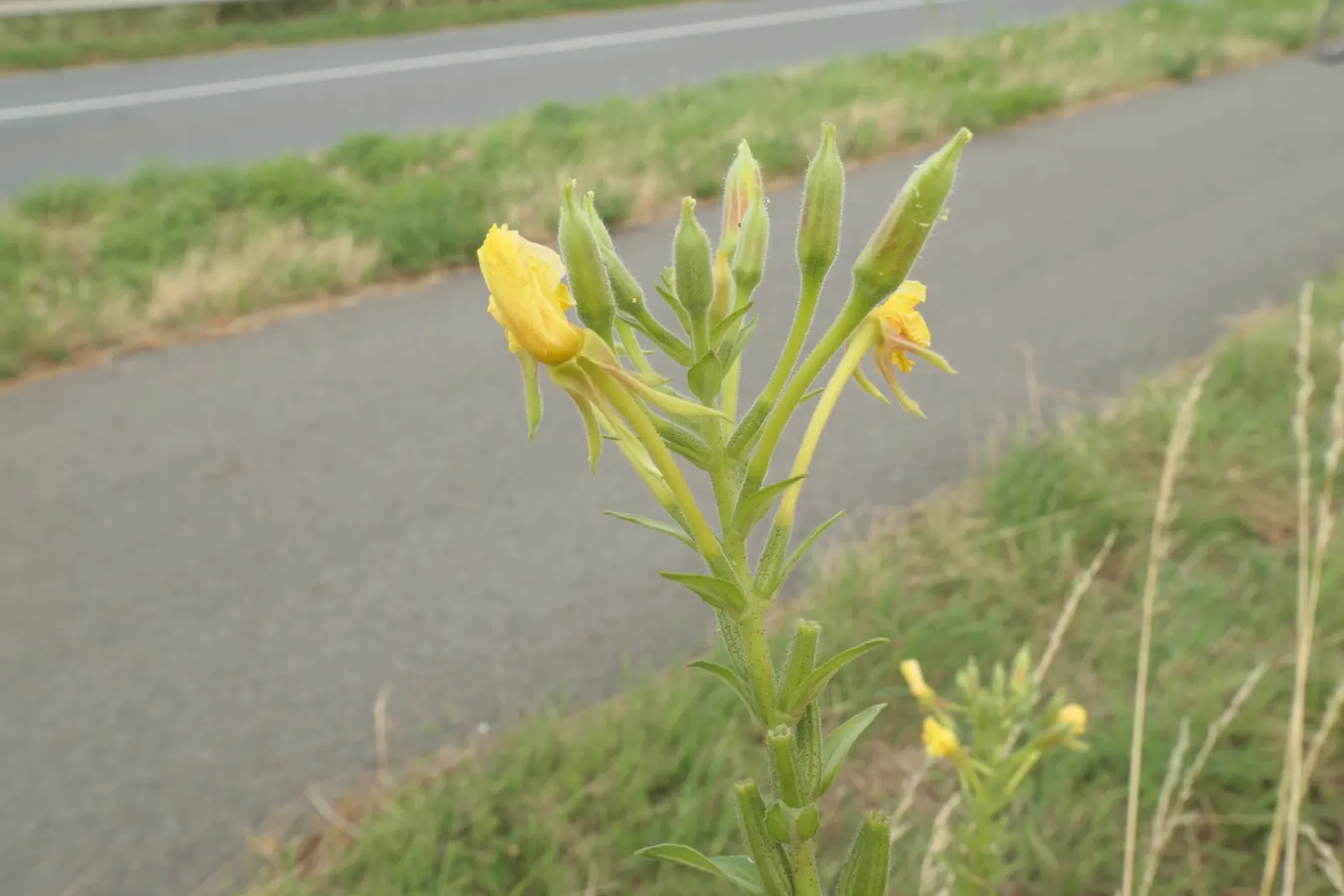 Hartweg's Sundrops (Calylophus Hartwegii Var. Fendleri) — Sundrops (Calylophus Hartwegii var; drought-tolerant and low maintenance, Sundrops are, image 85