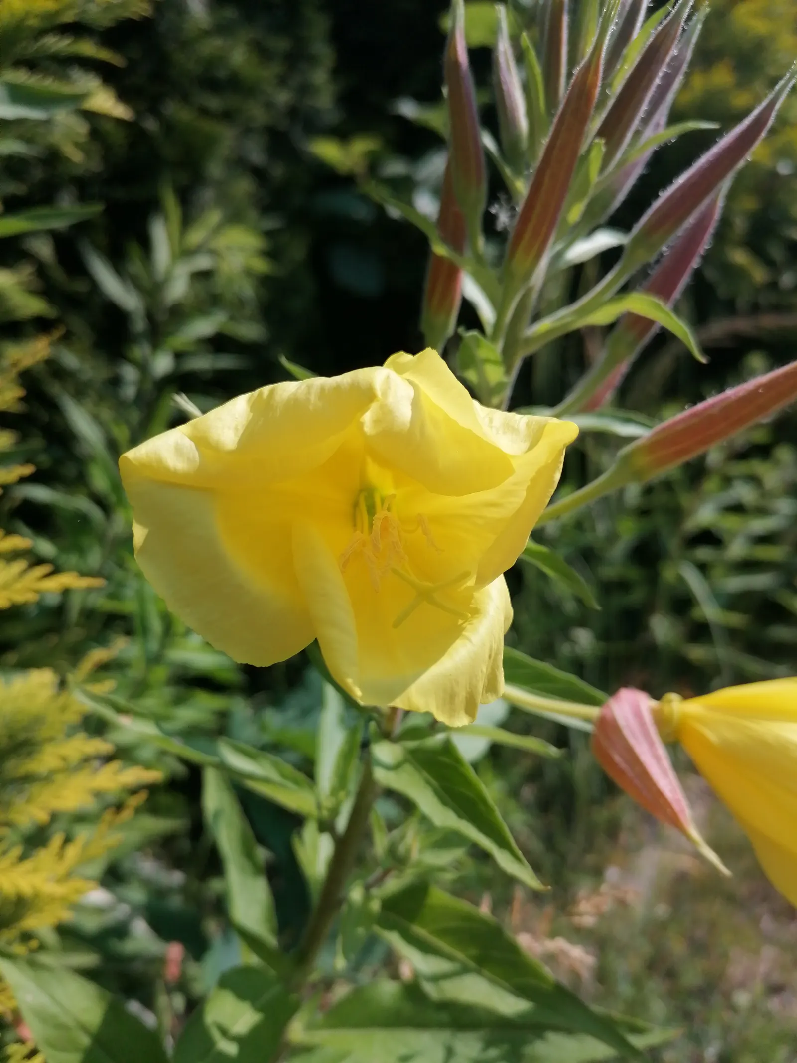 Hartweg's Sundrops (Calylophus Hartwegii Var. Fendleri) — Fendleri) are vibrant perennials that offer a show of yellow blooms; clumping form, image 58