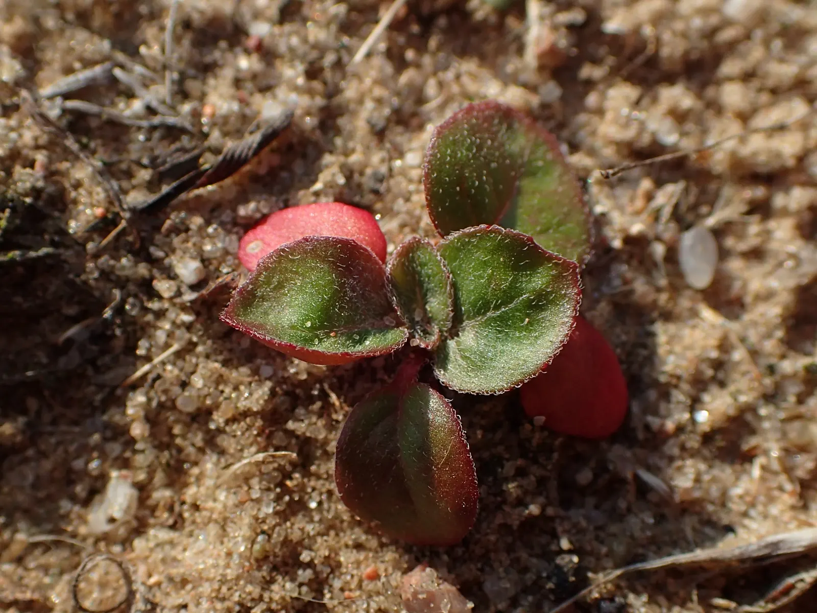 Hartweg's Sundrops (Calylophus Hartwegii Var. Fendleri) — This perennial wildflower