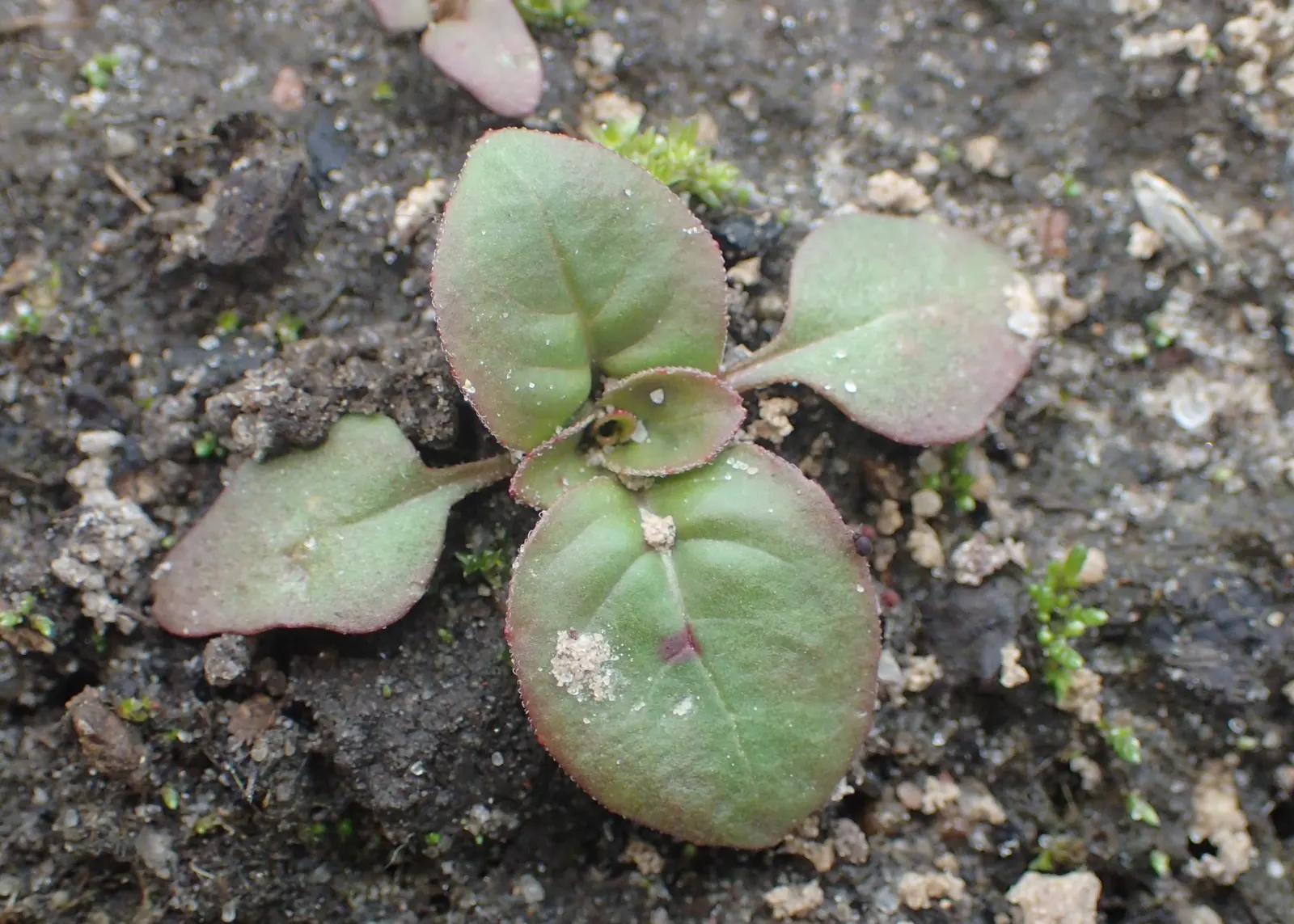 Hartweg's Sundrops (Calylophus Hartwegii Var. Fendleri) — populalry known as Fendler's Sundrops; ensuring longevity and vibrancy in the garden, image 92