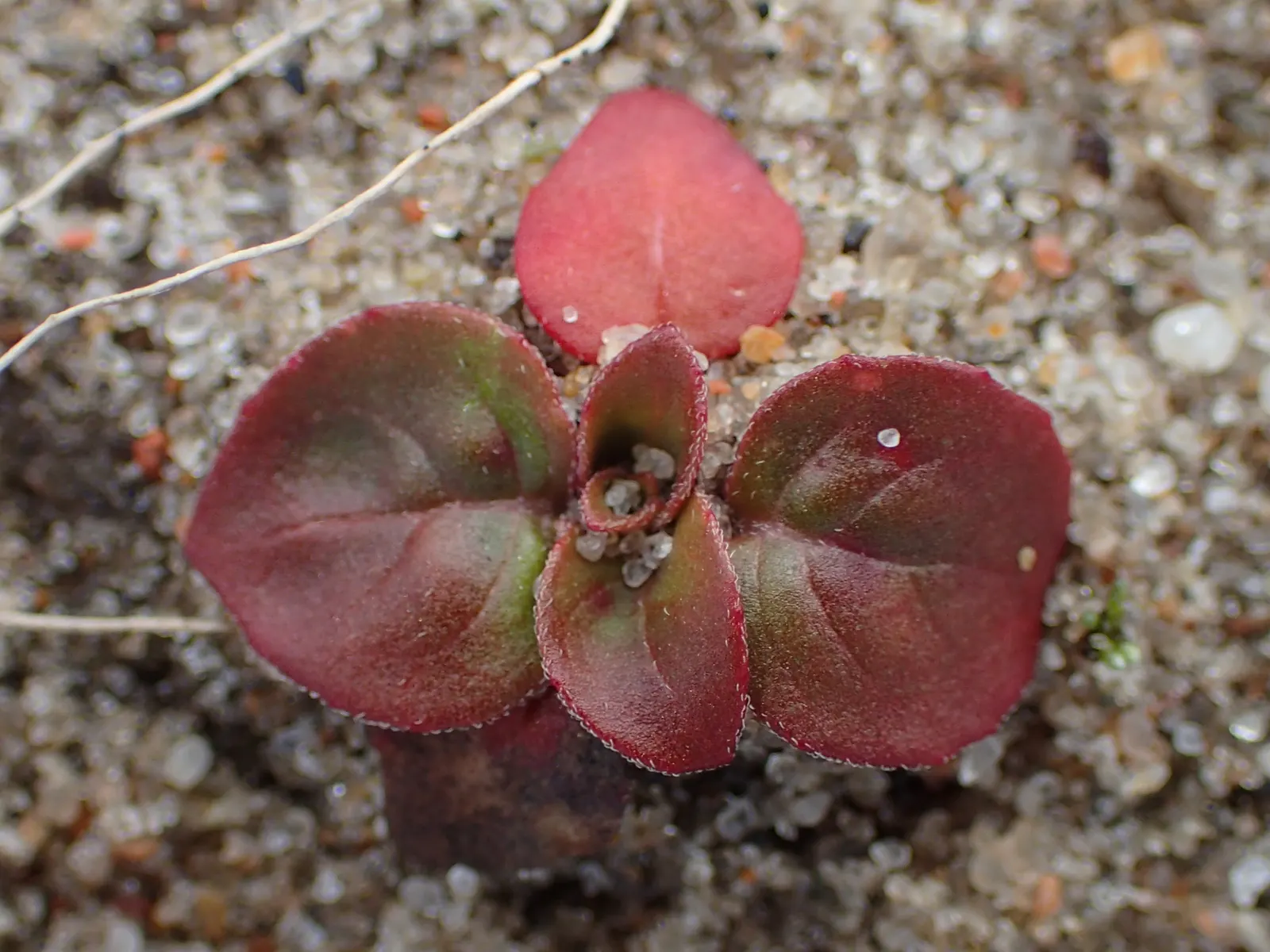 Hartweg's Sundrops (Calylophus Hartwegii Var. Fendleri) — Drought-tolerant and low maintenance, Sundrops are ideal for xeriscaping; ensuring longevity and