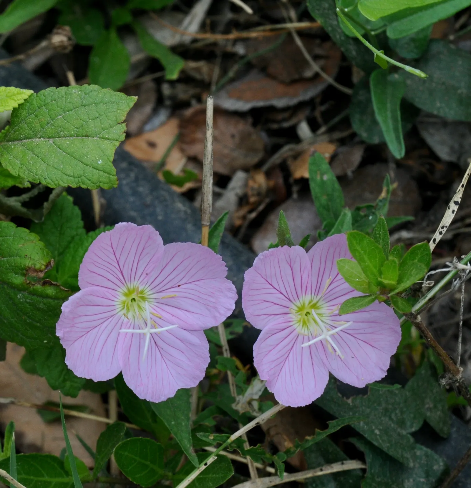 Hartweg's Sundrops (Calylophus Hartwegii Var. Fendleri) — It also attracts a variety of pollinators; drought-tolerant and low maintenance, Sundrops, image 77