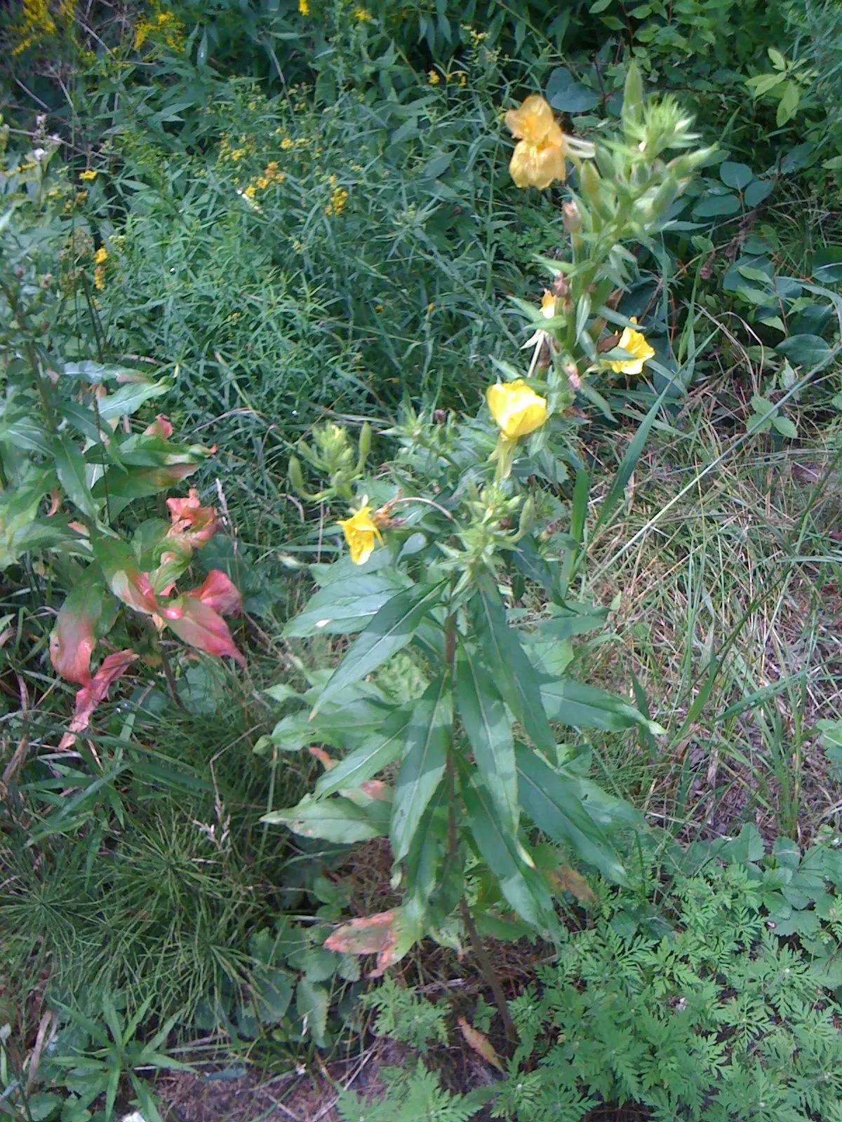 Hartweg's Sundrops (Calylophus Hartwegii Var. Fendleri) — approximately 2 inches in diameter; drought-tolerant and low maintenance, Sundrops are ideal for