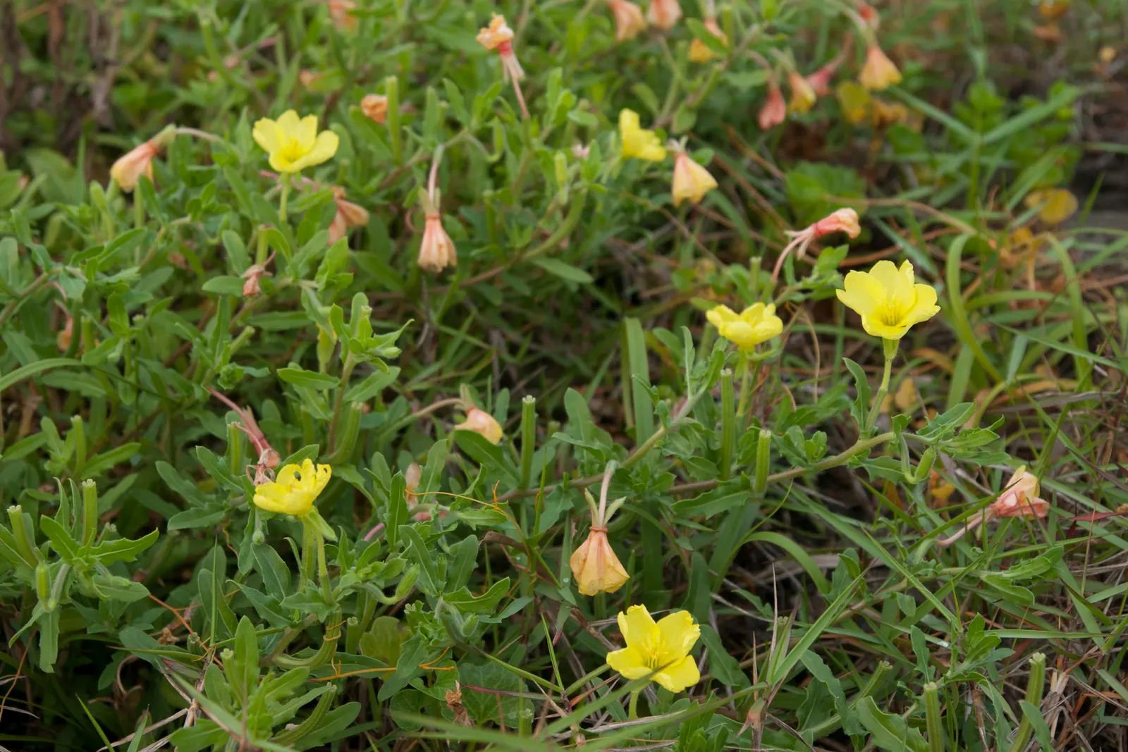 Hartweg's Sundrops (Calylophus Hartwegii Var. Fendleri) — Remarkably drought-tolerant once established; fendleri thrives in full sun exposure and, image 75