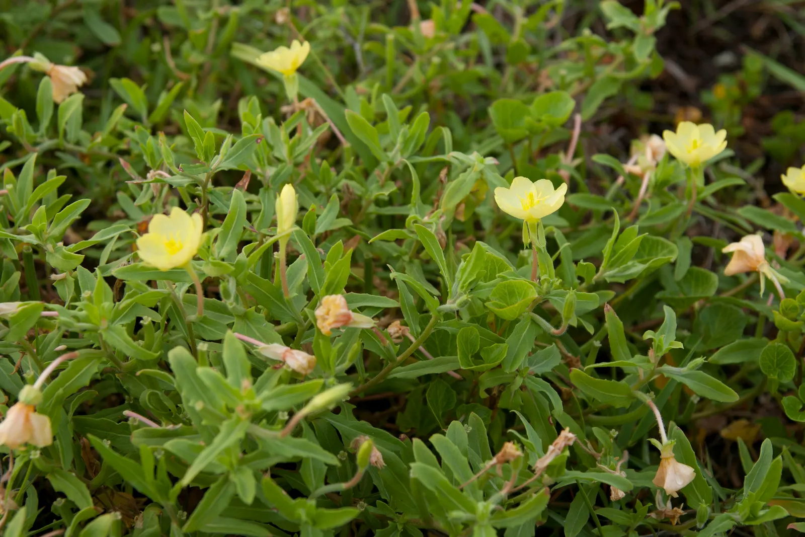 Hartweg's Sundrops (Calylophus Hartwegii Var. Fendleri) — it's an excellent candidate for xeriscaping and water-wise gardening practices; ensuring, image 76