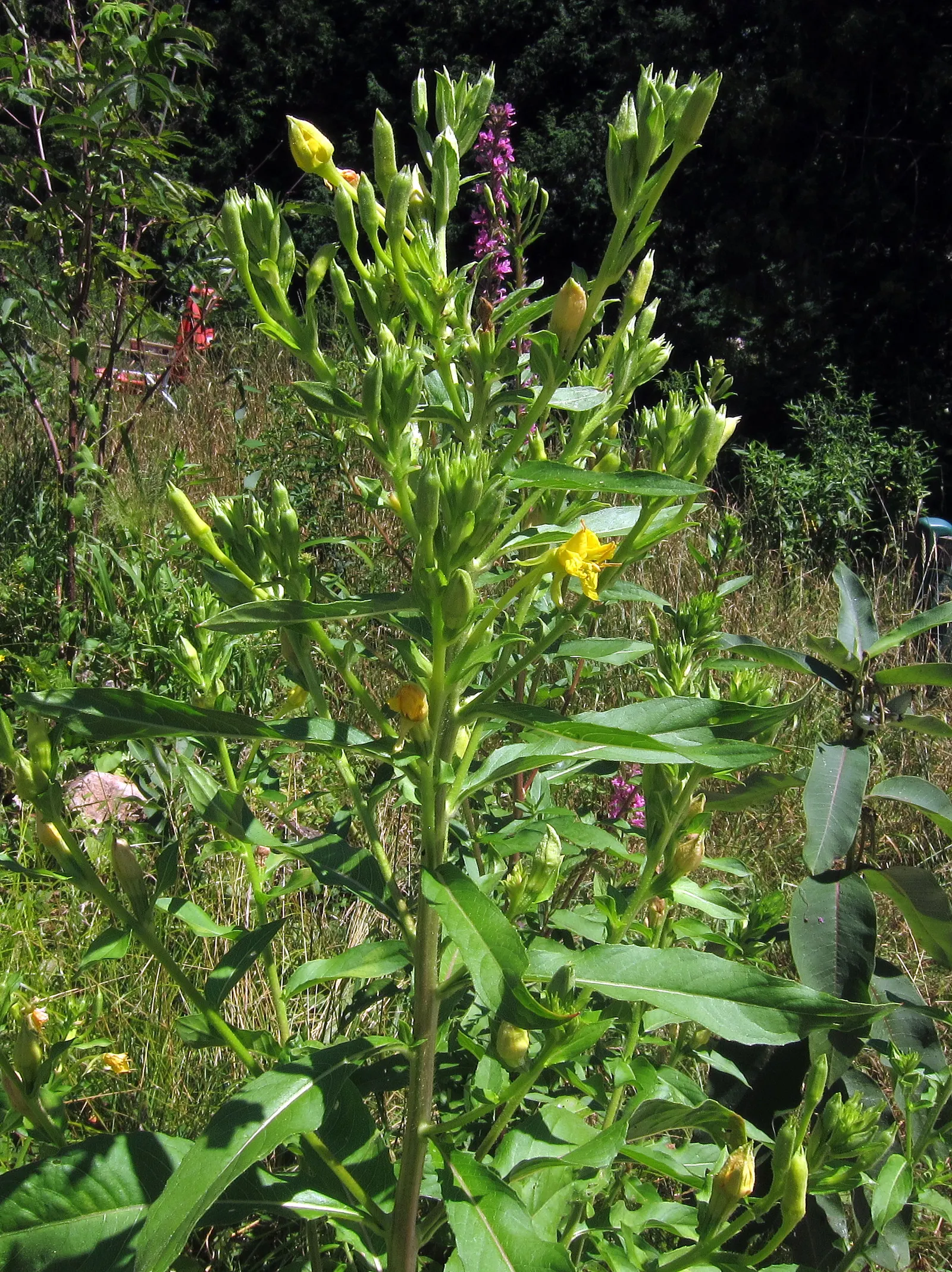 Hartweg's Sundrops (Calylophus Hartwegii Var. Fendleri) — the Fendler's Sundrops sports narrow; drought-tolerant and low maintenance, Sundrops are, image 97
