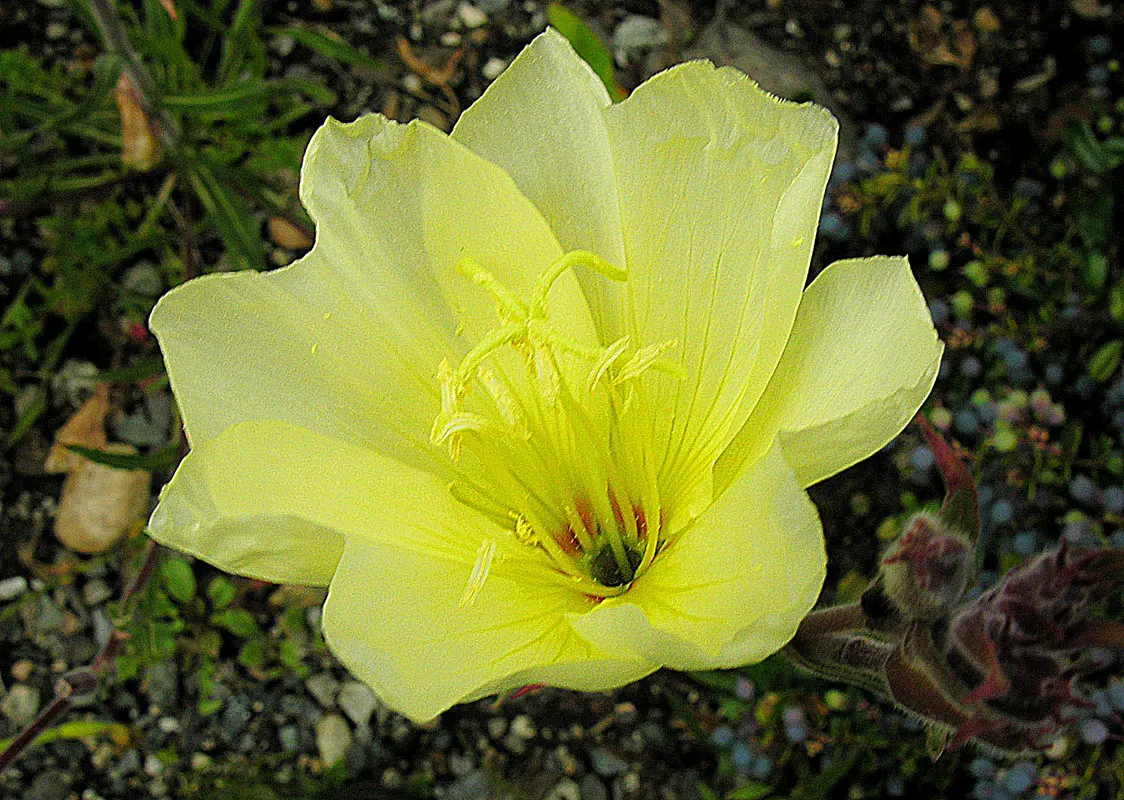 Hartweg's Sundrops (Calylophus Hartwegii Var. Fendleri) — making it a low-maintenance yet visually stunning component of any landscape design, image 79