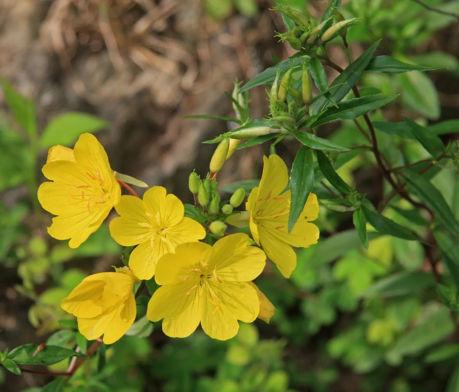 Hartweg's Sundrops (Calylophus Hartwegii Var. Fendleri) — clumping form typically reaching heights of 12 to 18 inches