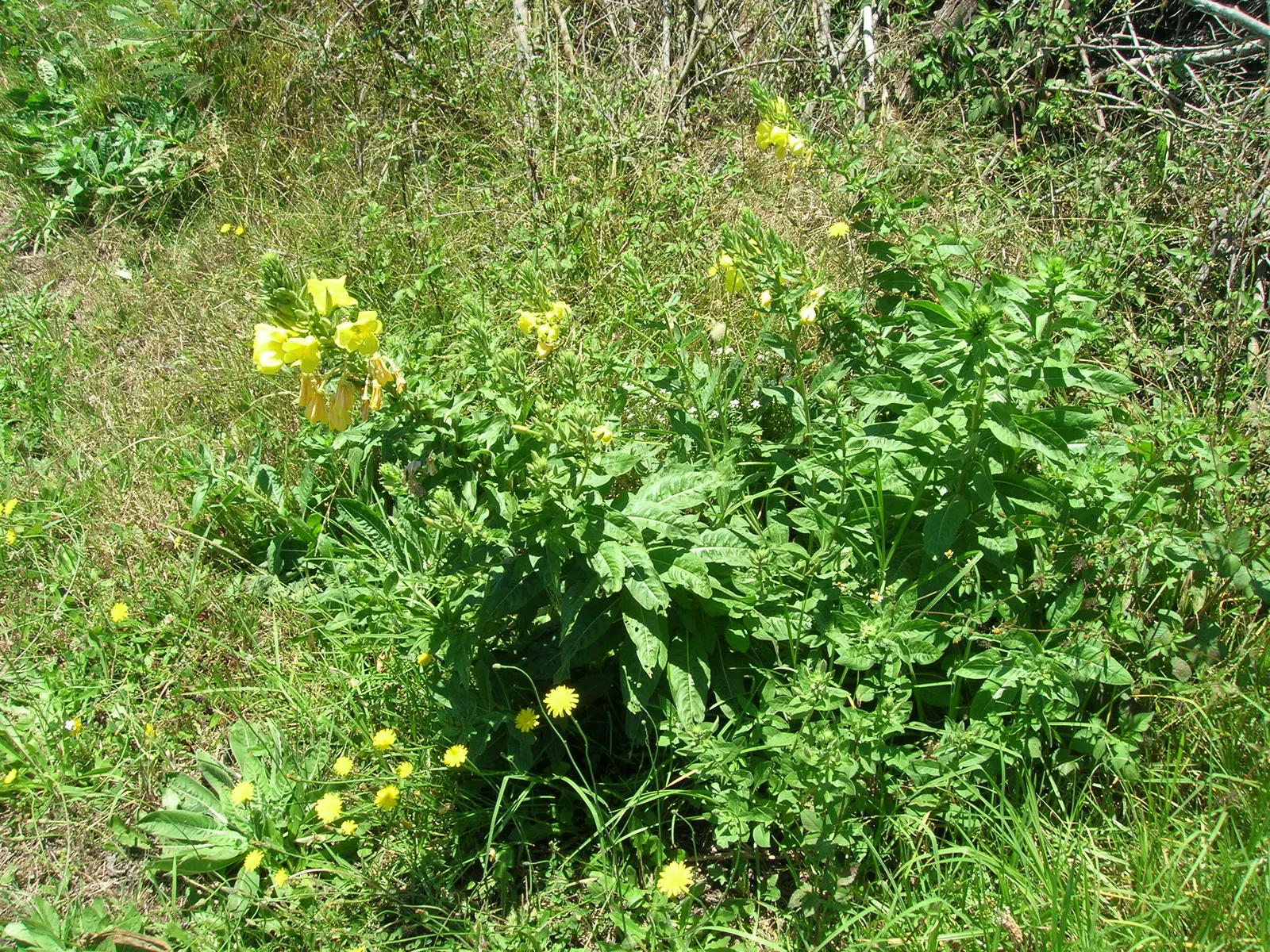 Hartweg's Sundrops (Calylophus Hartwegii Var. Fendleri) — satin-textured yellow flowers emerge