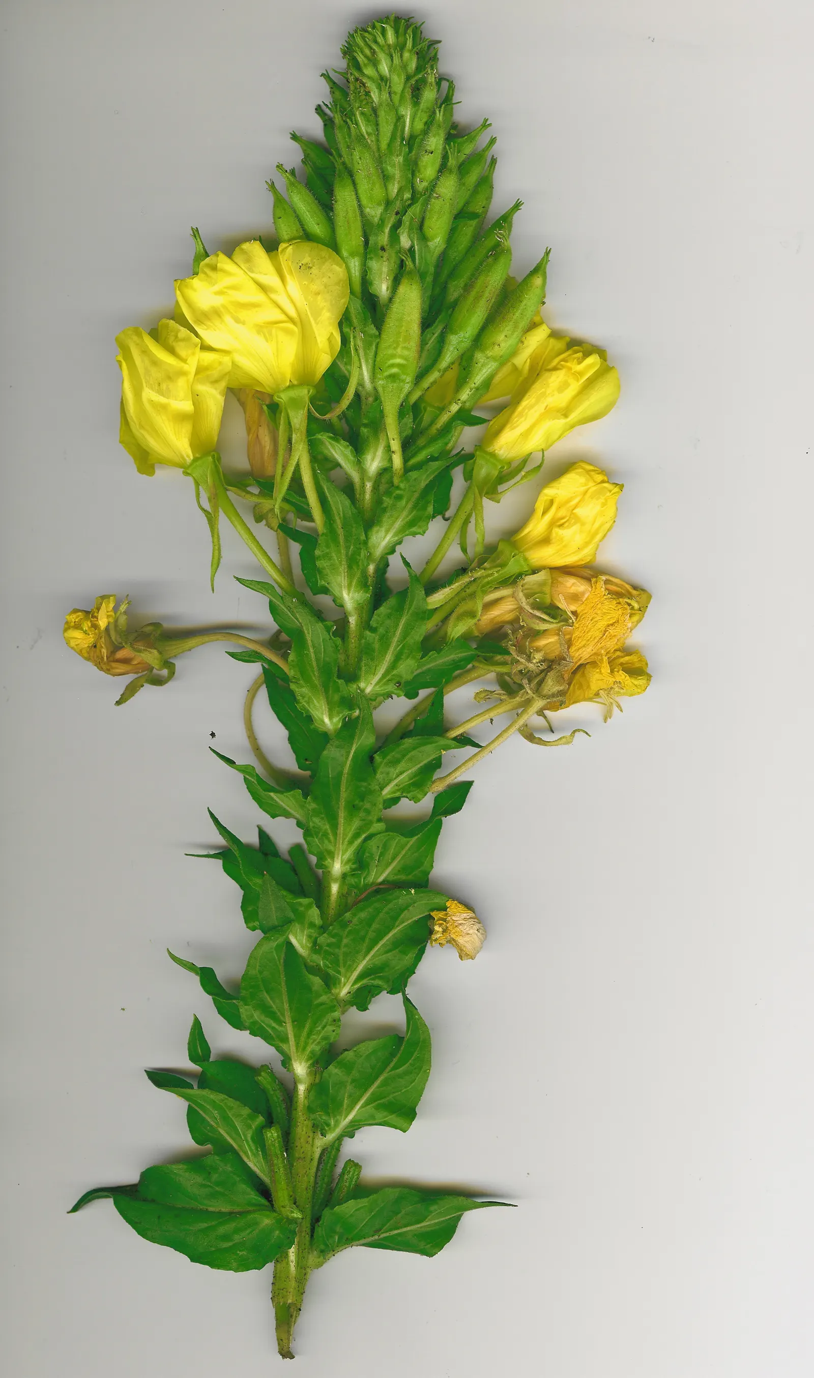 Hartweg's Sundrops (Calylophus Hartwegii Var. Fendleri) — It also attracts a variety of pollinators