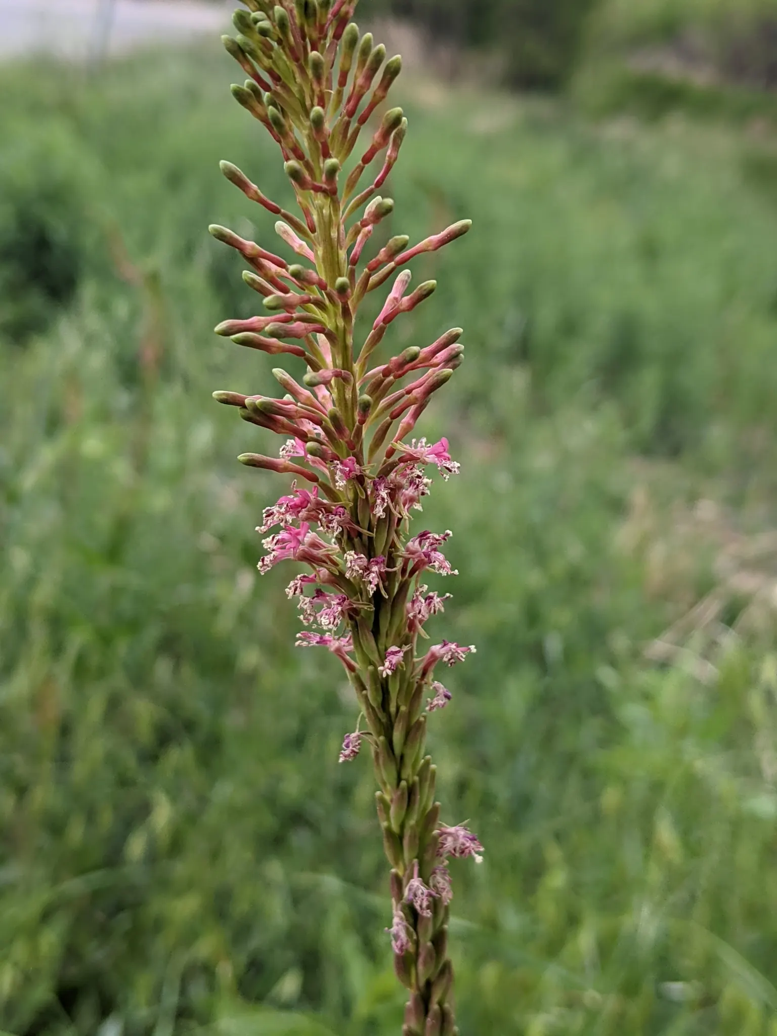Hartweg's Sundrops (Calylophus Hartwegii Var. Fendleri) — the Fendler's Sundrops sports narrow