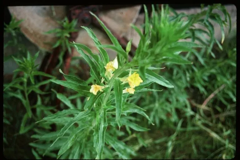Hartweg's Sundrops (Calylophus Hartwegii Var. Fendleri) — and spreading up to 24 inches wide.<br><br>Noted for its hardiness; ensuring longevity, image 96