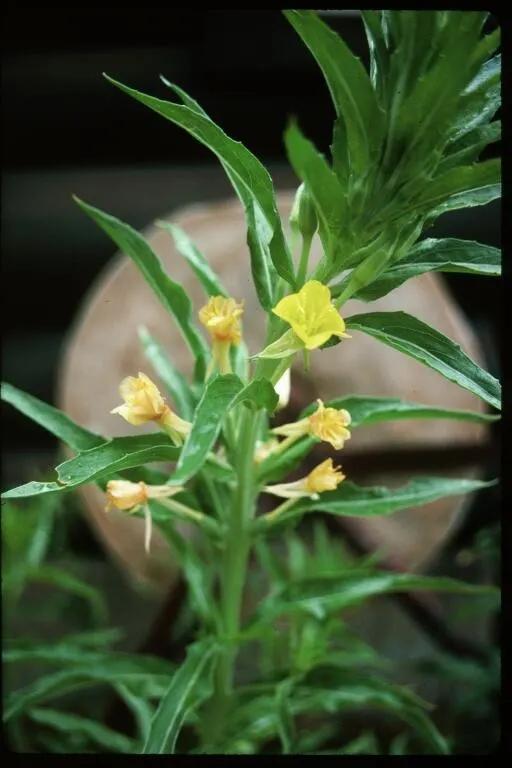 Hartweg's Sundrops (Calylophus Hartwegii Var. Fendleri) — native to the Southwest and Central United States