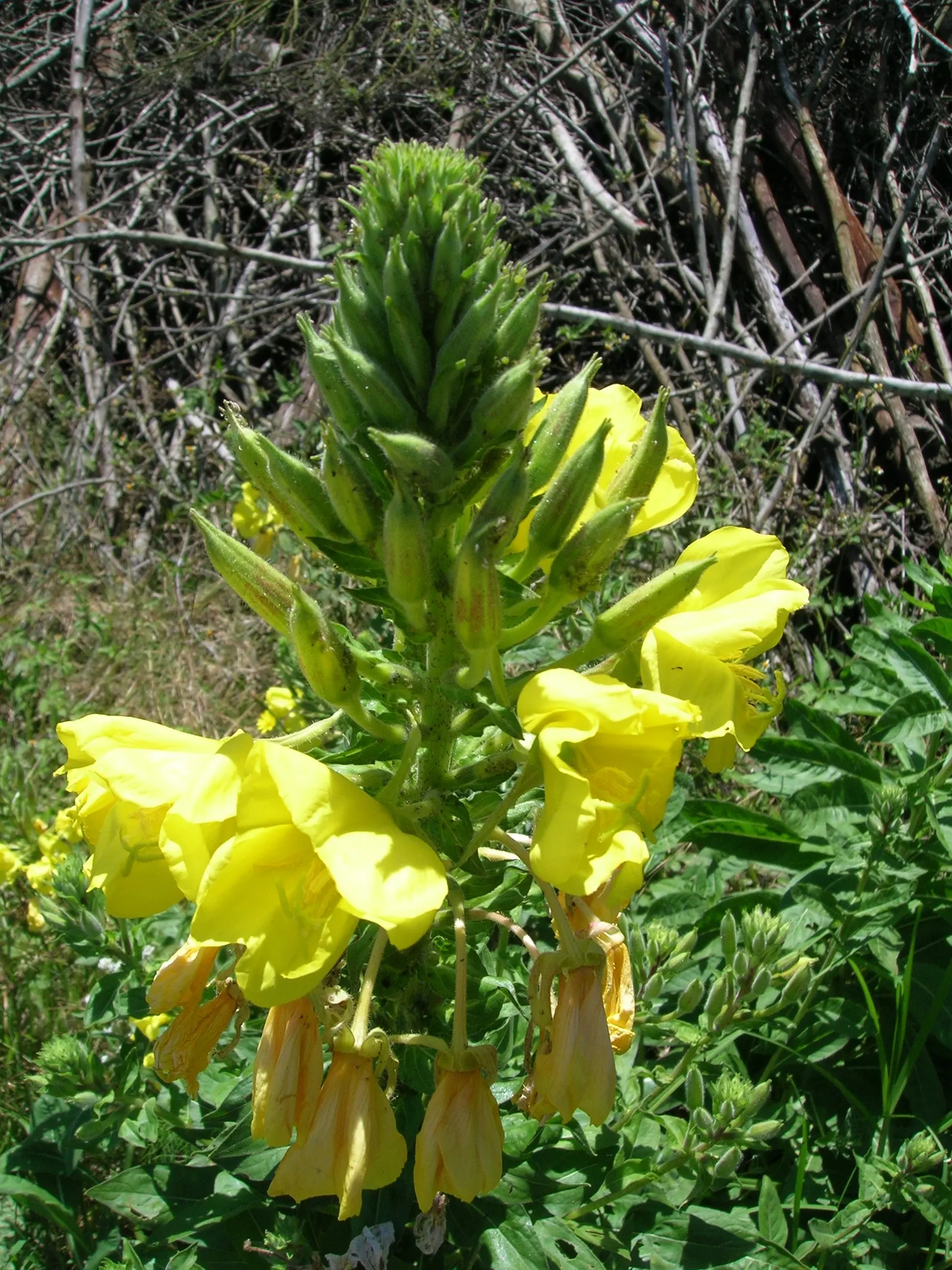 Hartweg's Sundrops (Calylophus Hartwegii Var. Fendleri) — lance-shaped leaves that create a dense