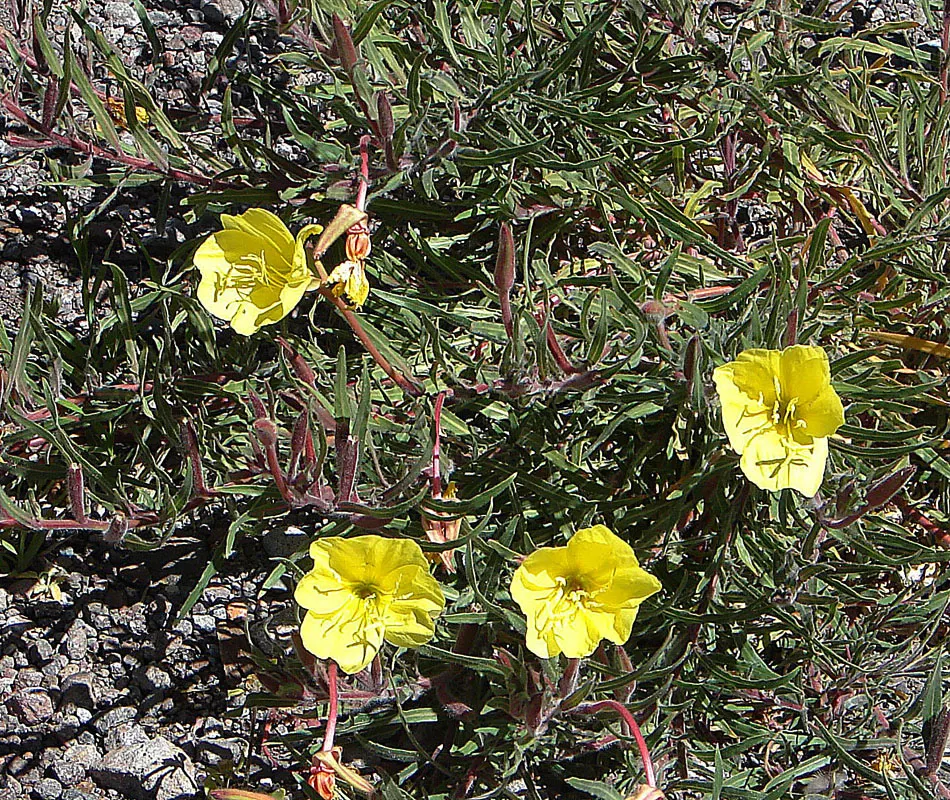 Hartweg's Sundrops (Calylophus Hartwegii Var. Fendleri) — ensuring longevity and vibrancy in the garden