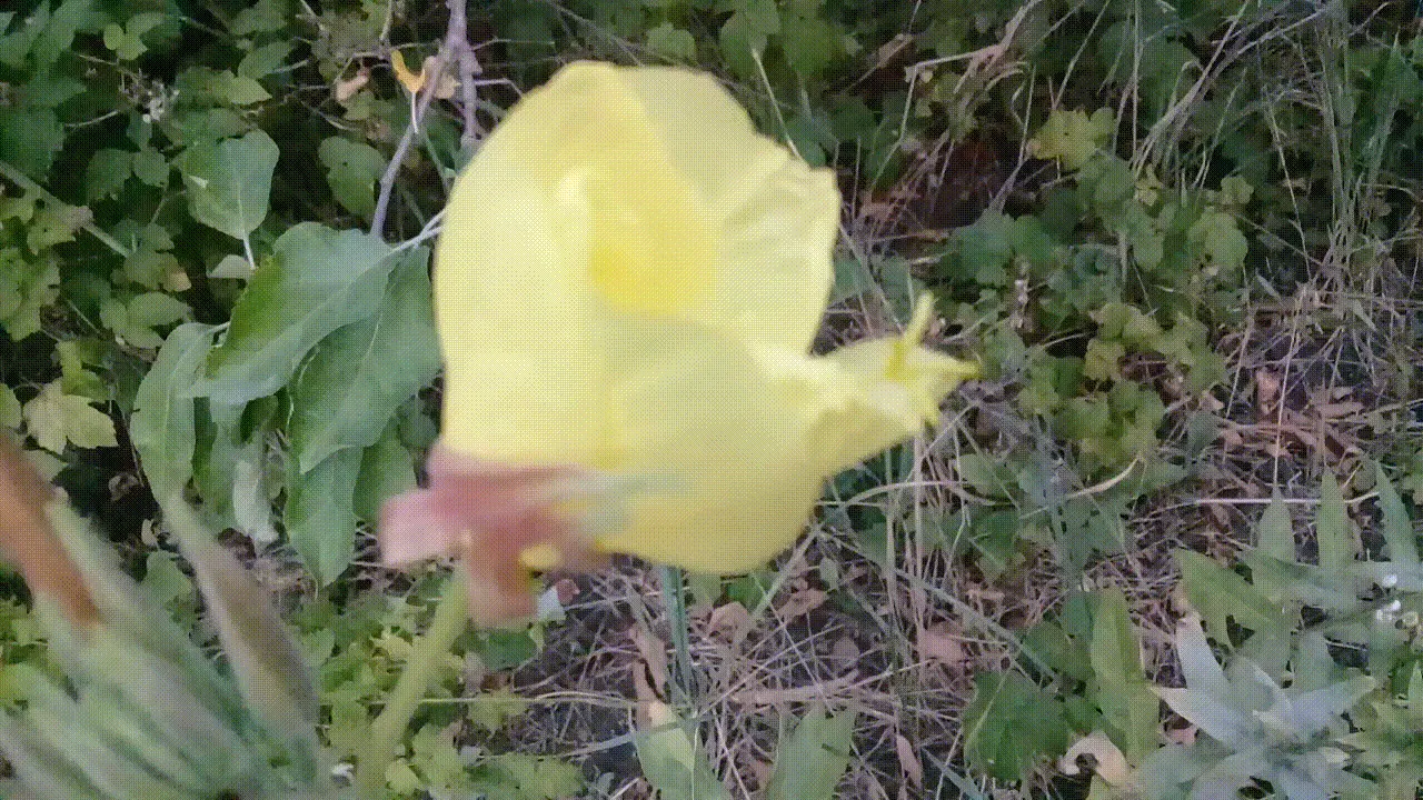 Hartweg's Sundrops (Calylophus Hartwegii Var. Fendleri) — and spreading up to 24 inches wide.<br><br>Noted for its hardiness; ensuring longevity and vibrancy