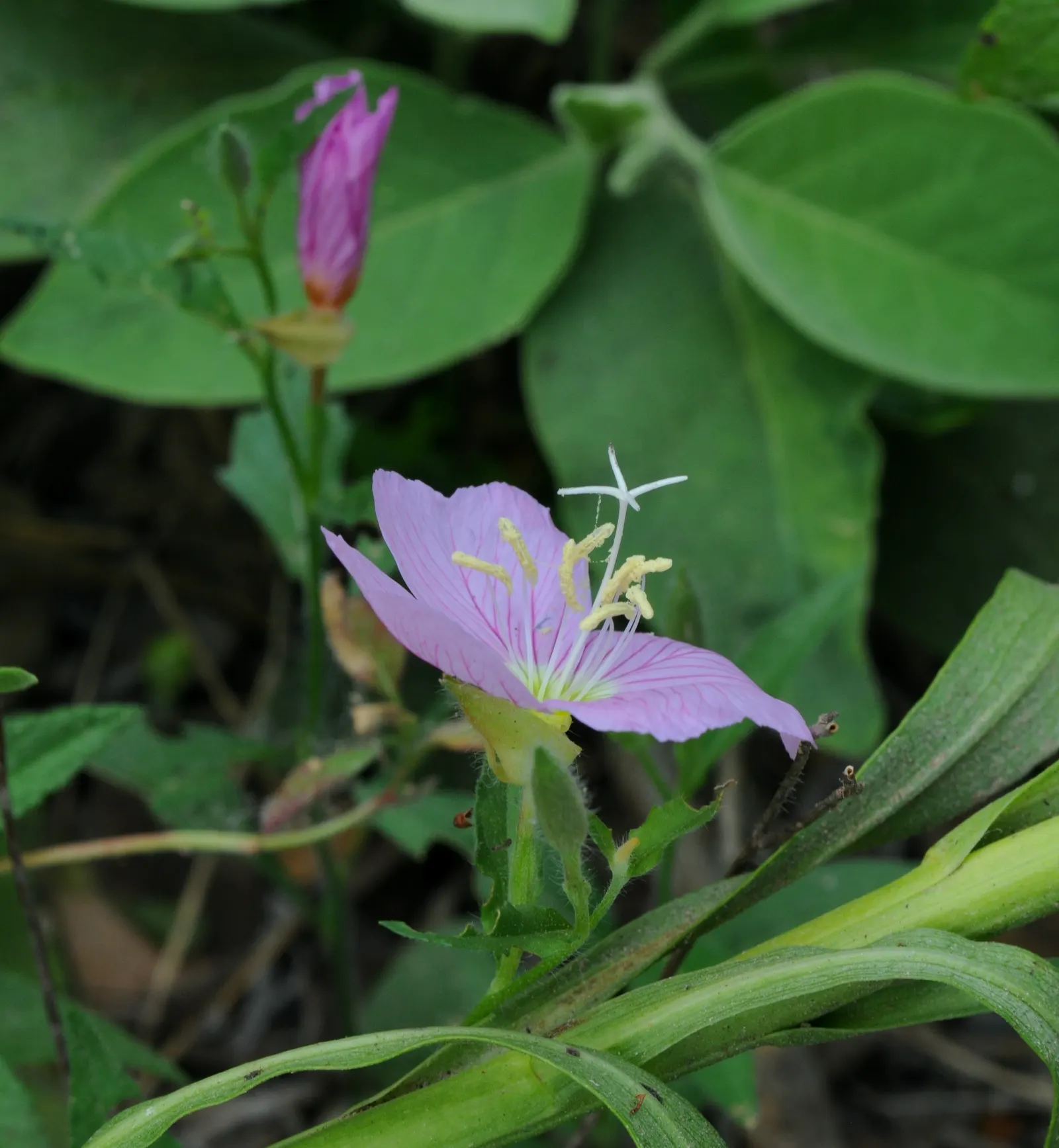 Hartweg's Sundrops (Calylophus Hartwegii Var. Fendleri) — it's also resistant to many pests and diseases